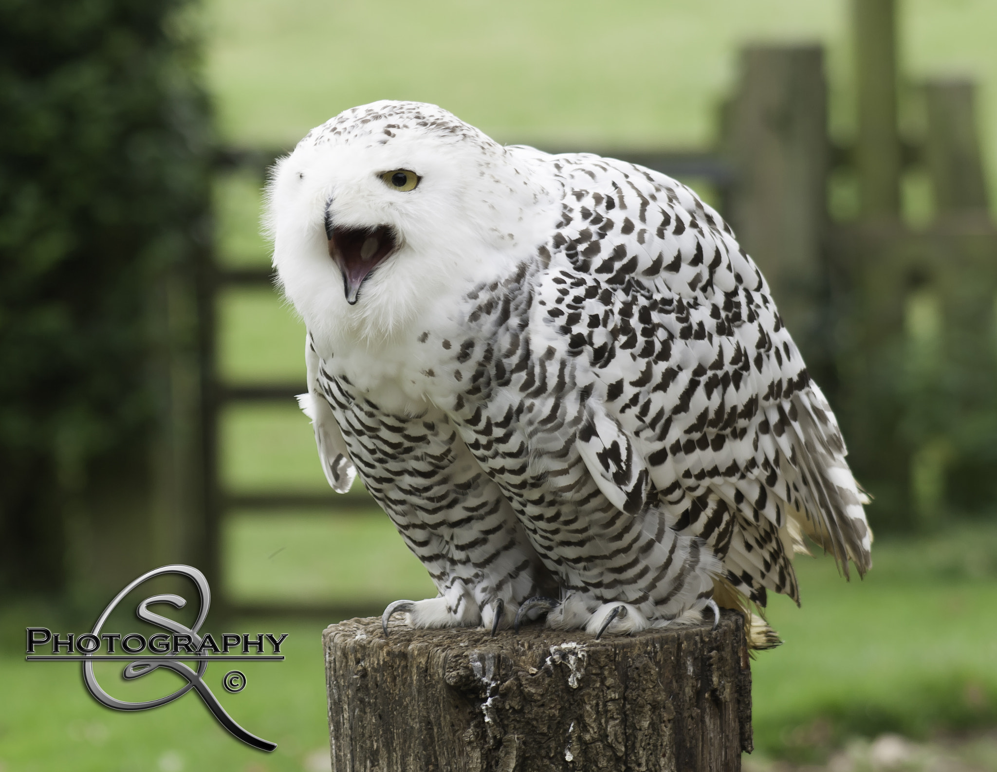 Canon EF 75-300mm f/4-5.6 USM sample photo. Snowyowl photography