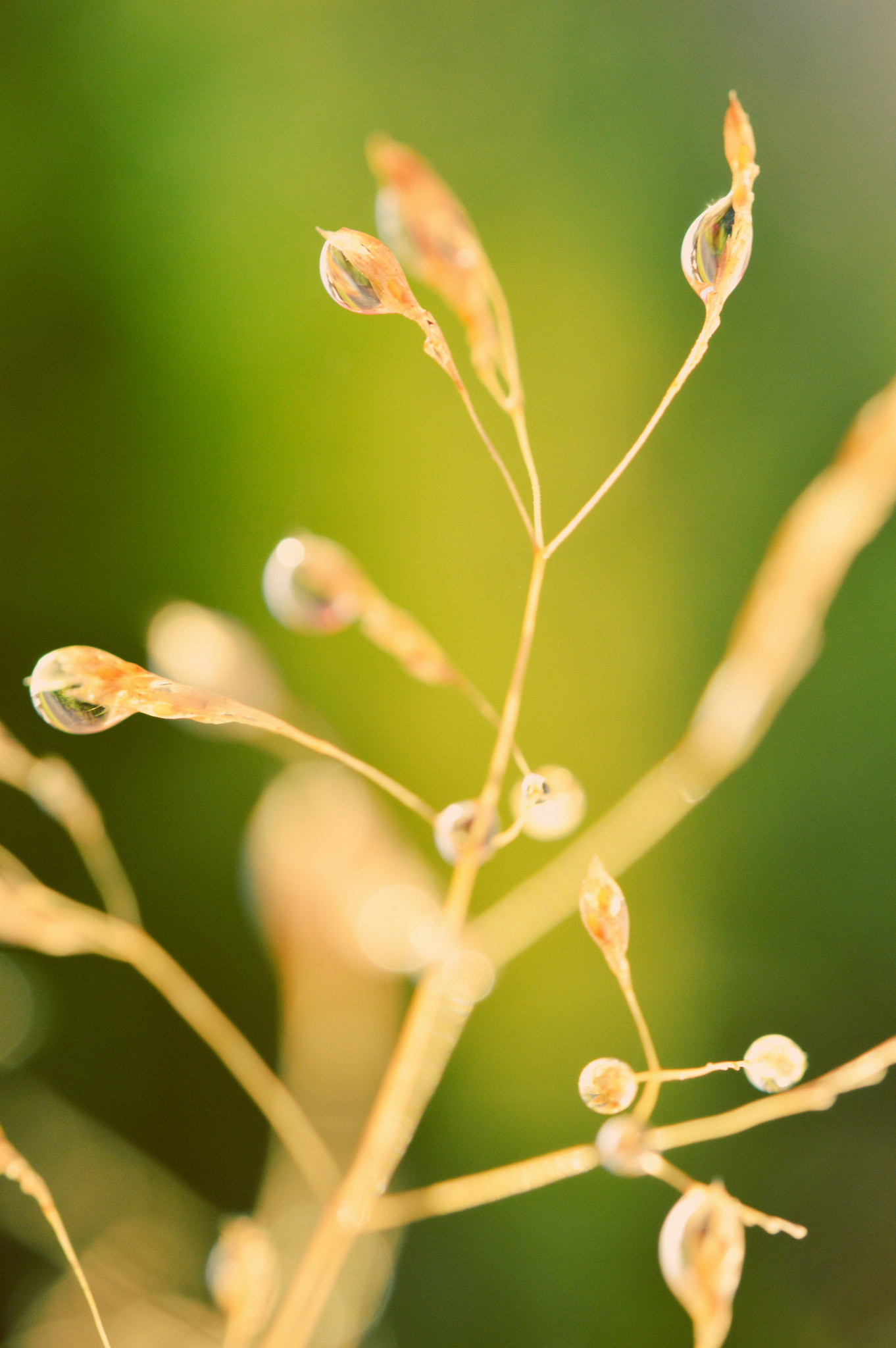 Nikon AF-S Micro-Nikkor 60mm F2.8G ED sample photo. Smaller things  photography