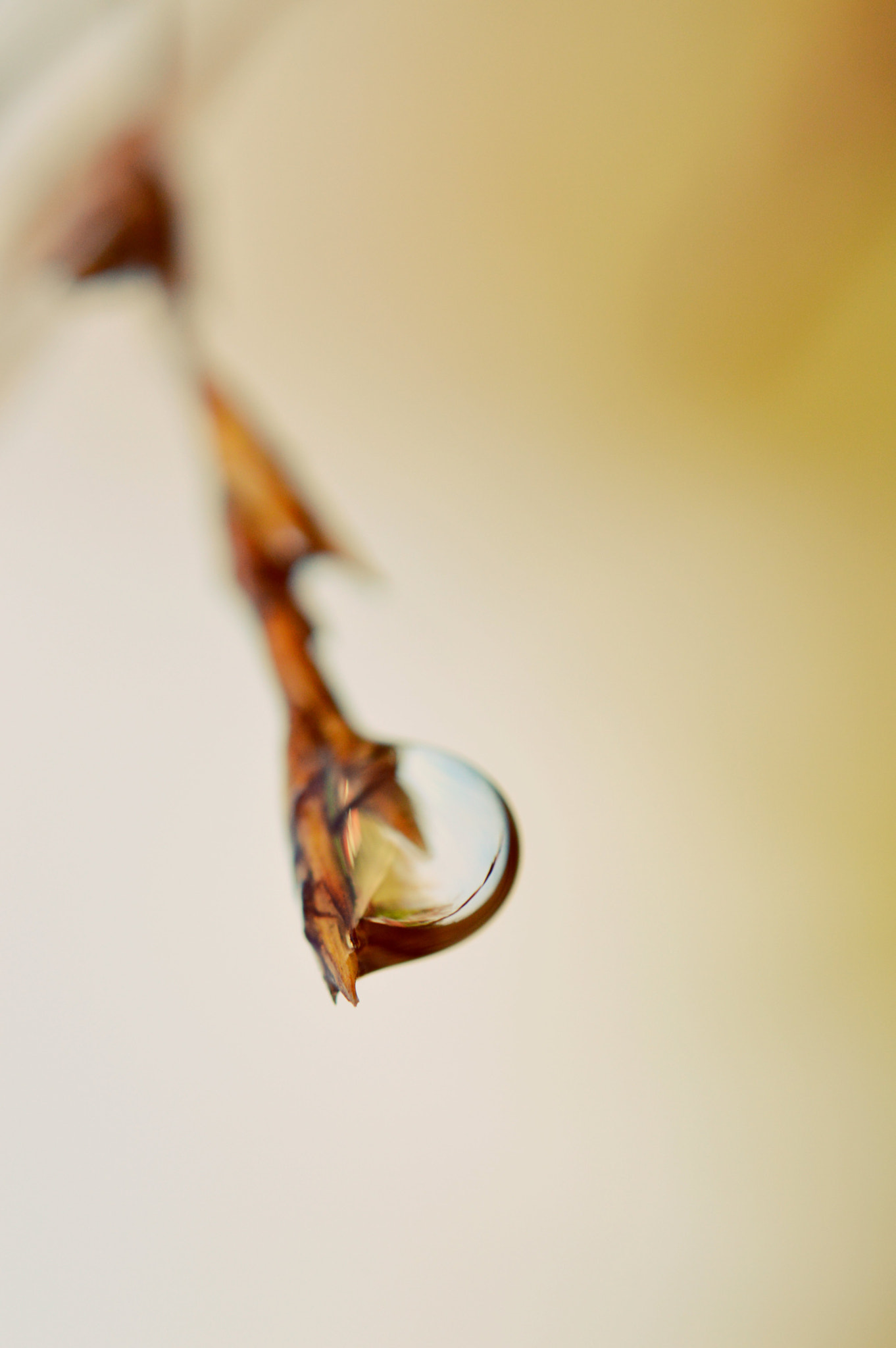 Nikon AF-S Micro-Nikkor 60mm F2.8G ED sample photo. One of a kind  photography