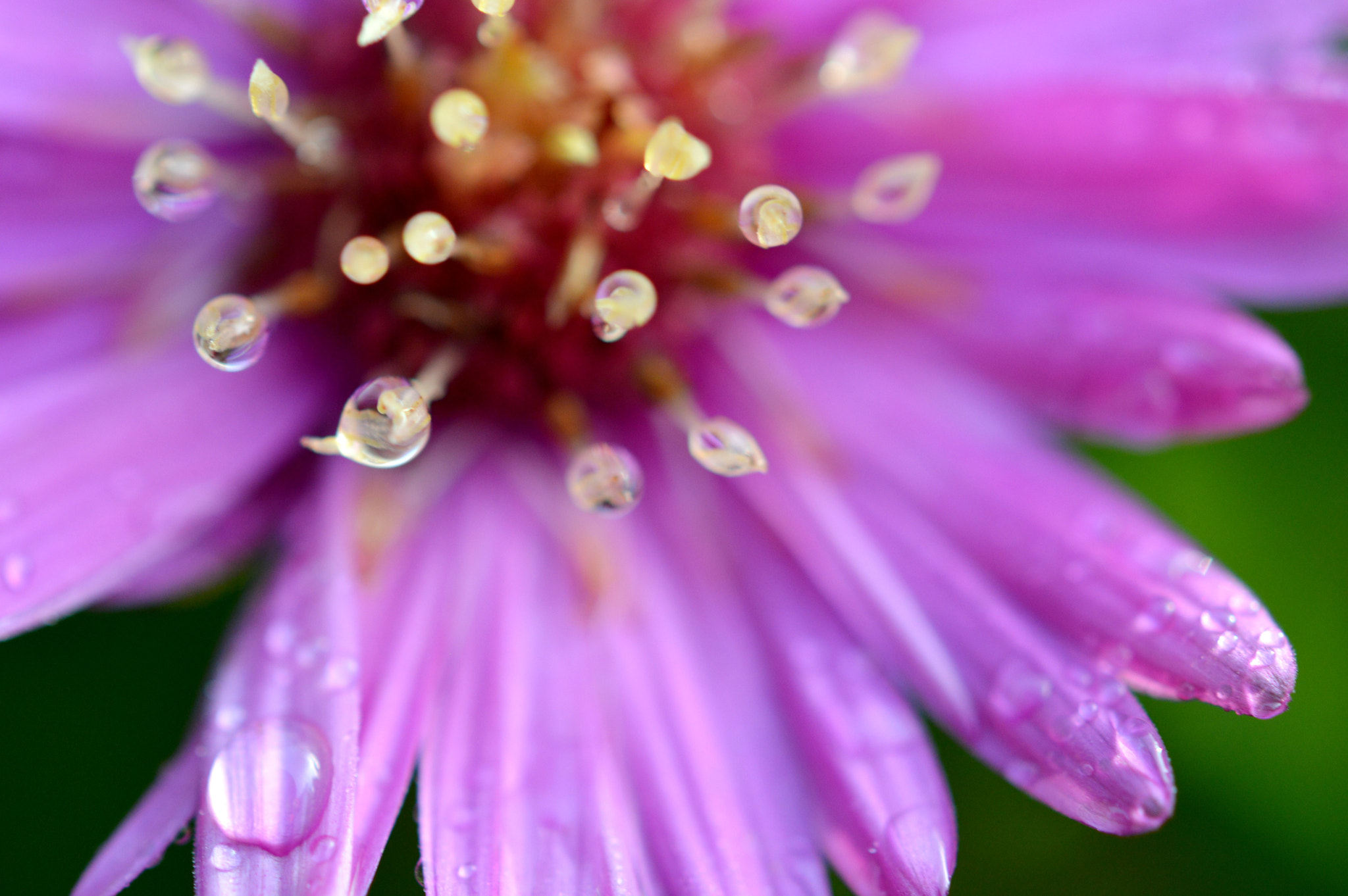 Nikon AF-S Micro-Nikkor 60mm F2.8G ED sample photo. The last of autumns flowers  photography