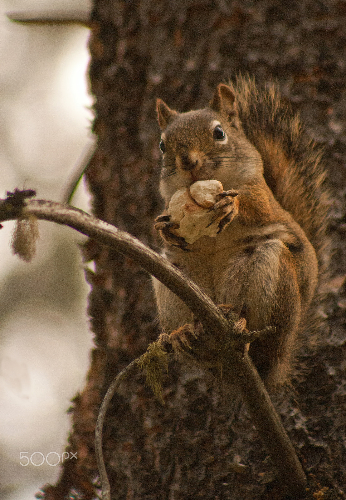 Canon EF 75-300mm f/4-5.6 USM sample photo. Squirrel photography