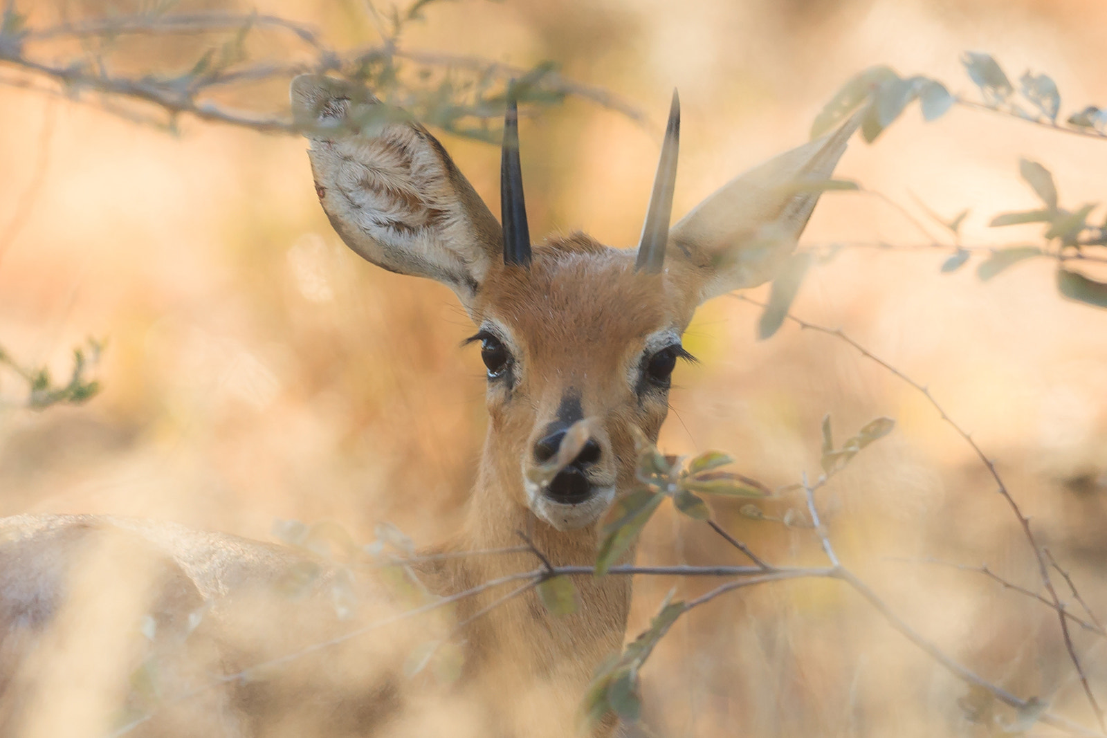 Canon EF 500mm F4L IS USM sample photo. Capricorn photography