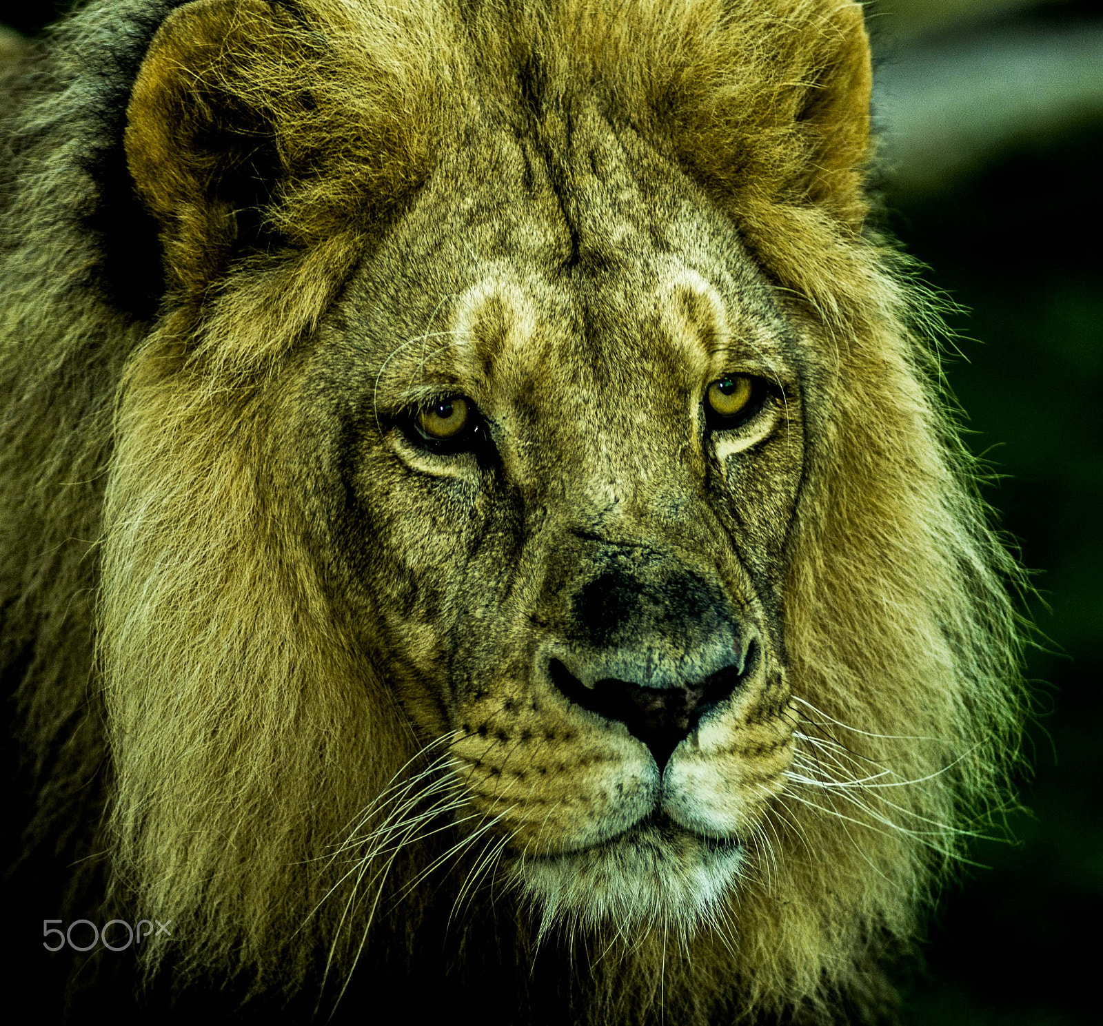 Nikon D800 + AF Nikkor 180mm f/2.8 IF-ED sample photo. Lion portrait photography