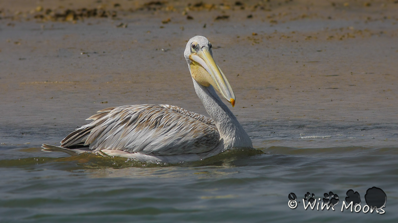 Canon EOS 40D + Canon EF 300mm F4L IS USM sample photo. Pelican photography