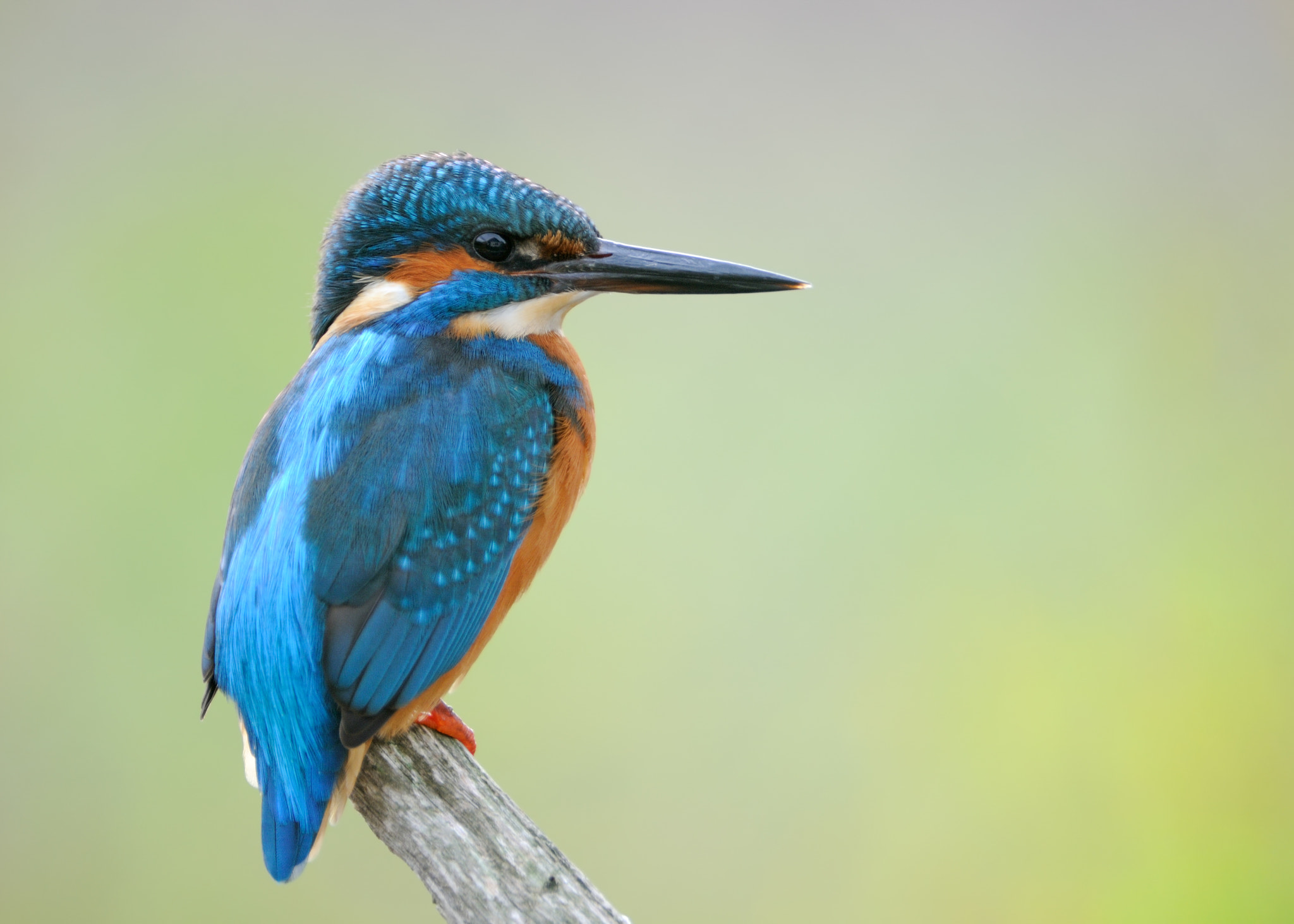 Nikon AF-S Nikkor 200-400mm F4G ED-IF VR sample photo. Eisvogel photography
