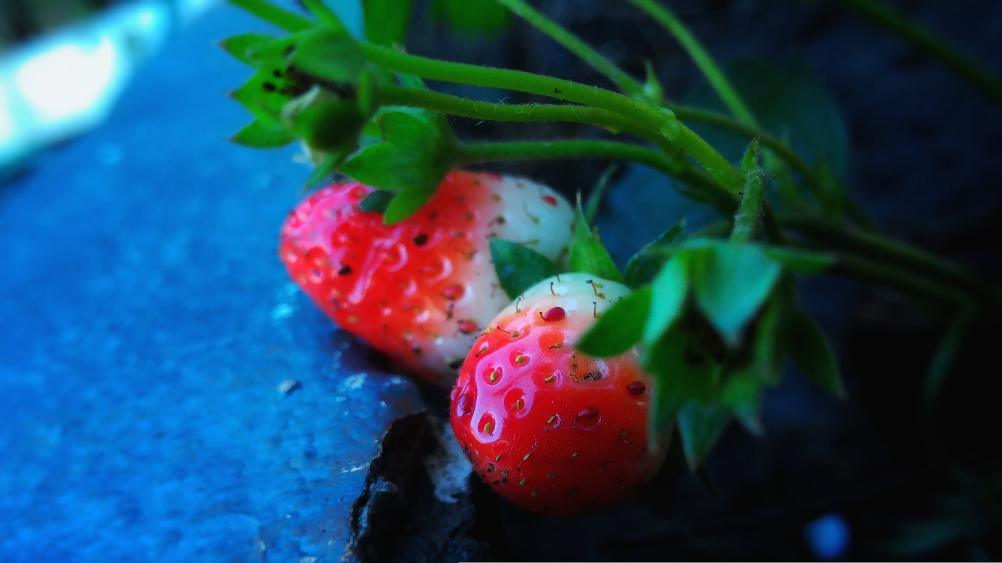 ASUS ZenFone 2 (ZE550ML) sample photo. Strawberry in my garden photography