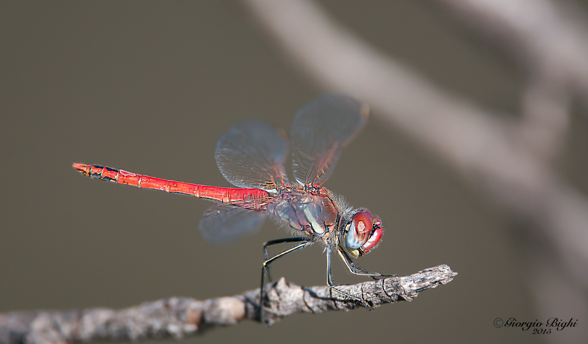 Nikon D300S + Nikon AF-S Nikkor 200-400mm F4G ED-IF VR sample photo. Red dragonfly photography