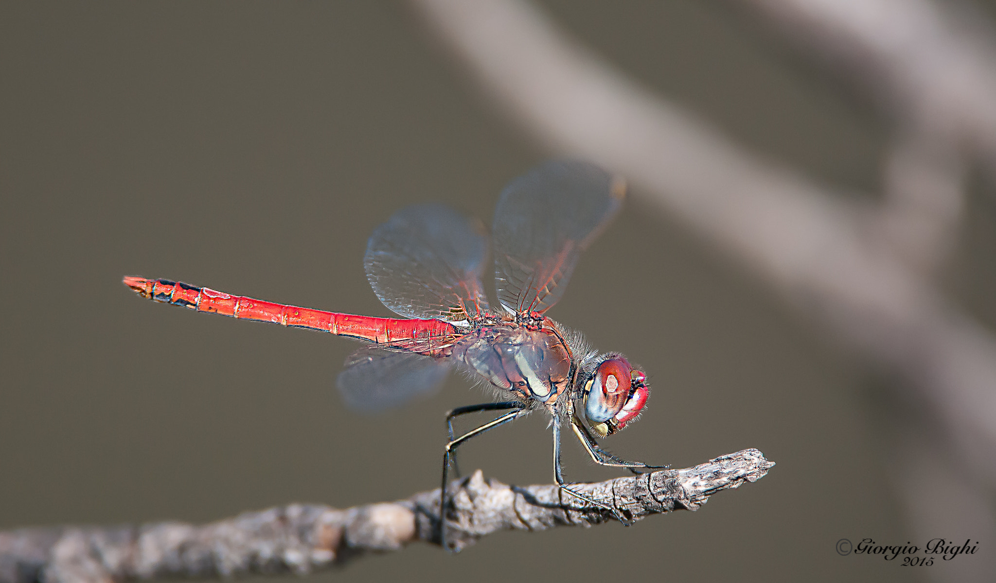 Nikon AF-S Nikkor 200-400mm F4G ED-IF VR sample photo. Red dragonfly photography