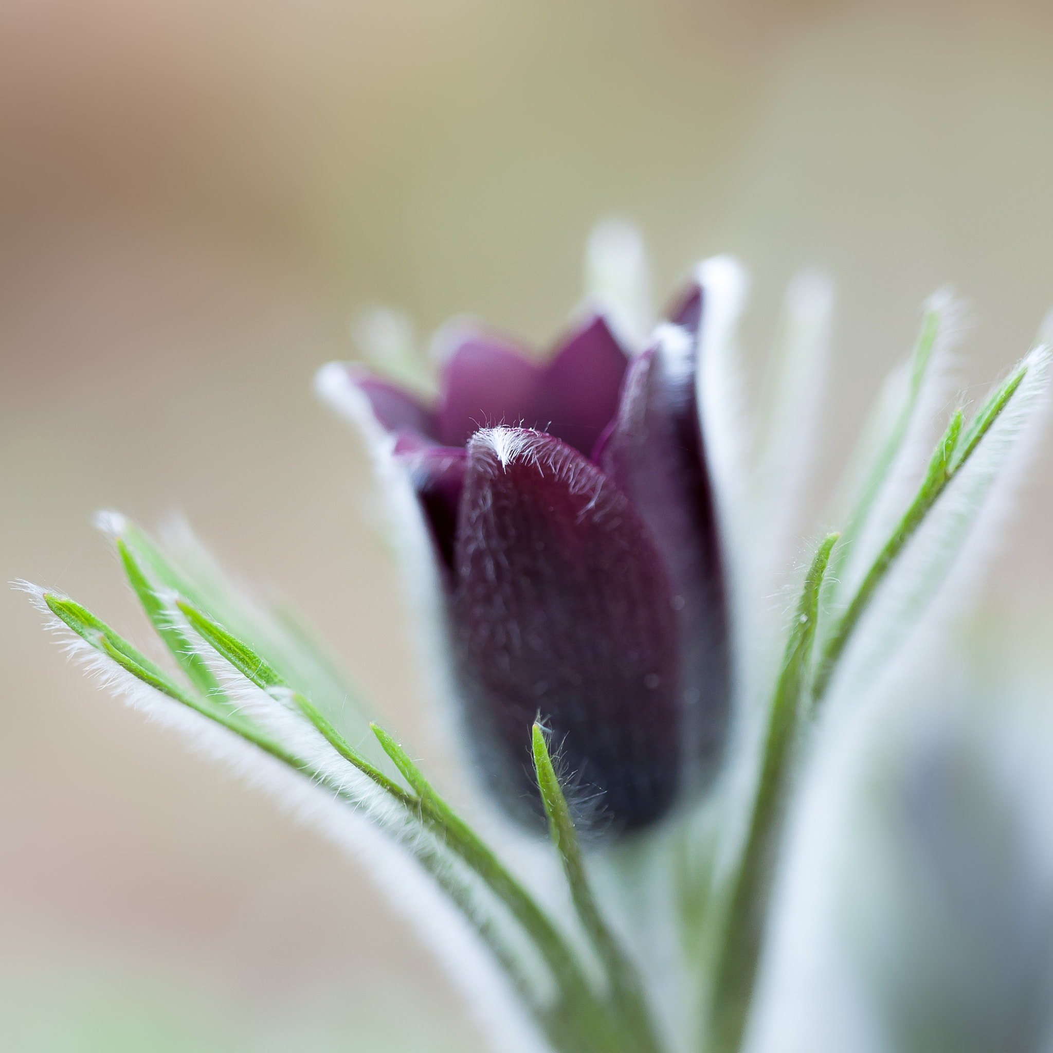 Sigma 150mm F2.8 EX DG OS Macro HSM sample photo. Pasqueflower photography