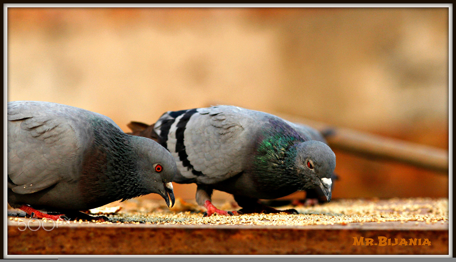 Canon EOS 60D + Canon EF 200mm F2.8L II USM sample photo. Birds of city photography