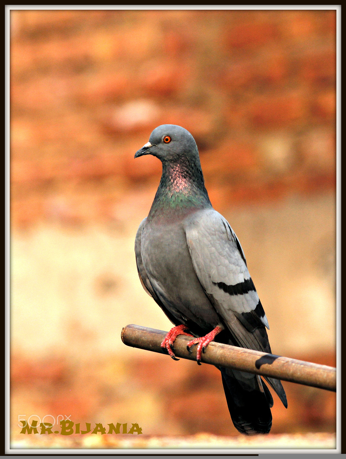 Canon EOS 60D + Canon EF 200mm F2.8L II USM sample photo. Birds of city photography