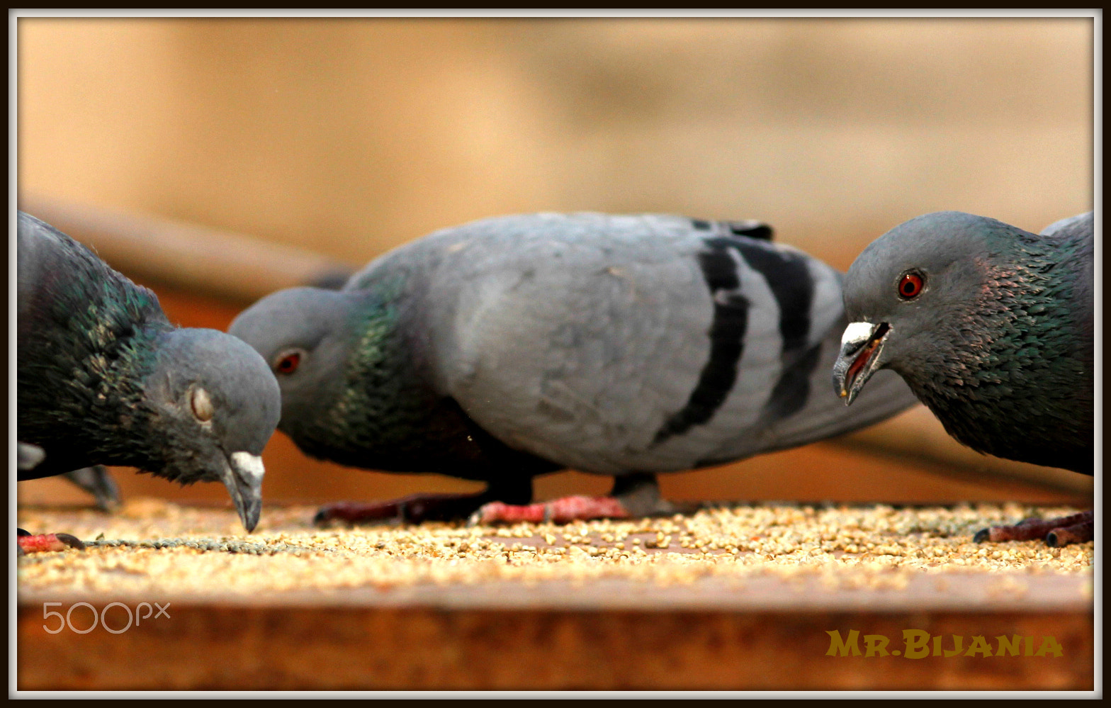Canon EOS 60D + Canon EF 200mm F2.8L II USM sample photo. Birds of city photography