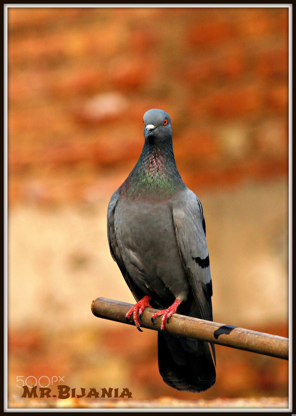 Canon EOS 60D + Canon EF 200mm F2.8L II USM sample photo. Birds of city photography
