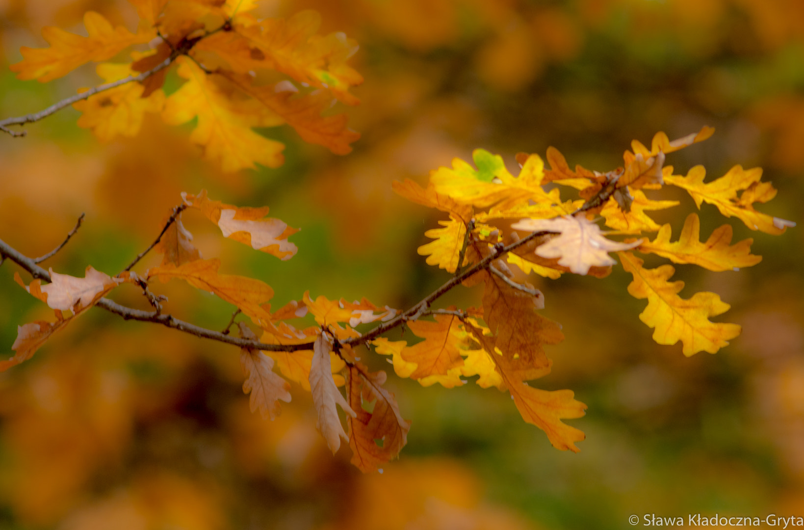 Nikon D7100 + AF Zoom-Nikkor 70-210mm f/4 sample photo. Autumn photography