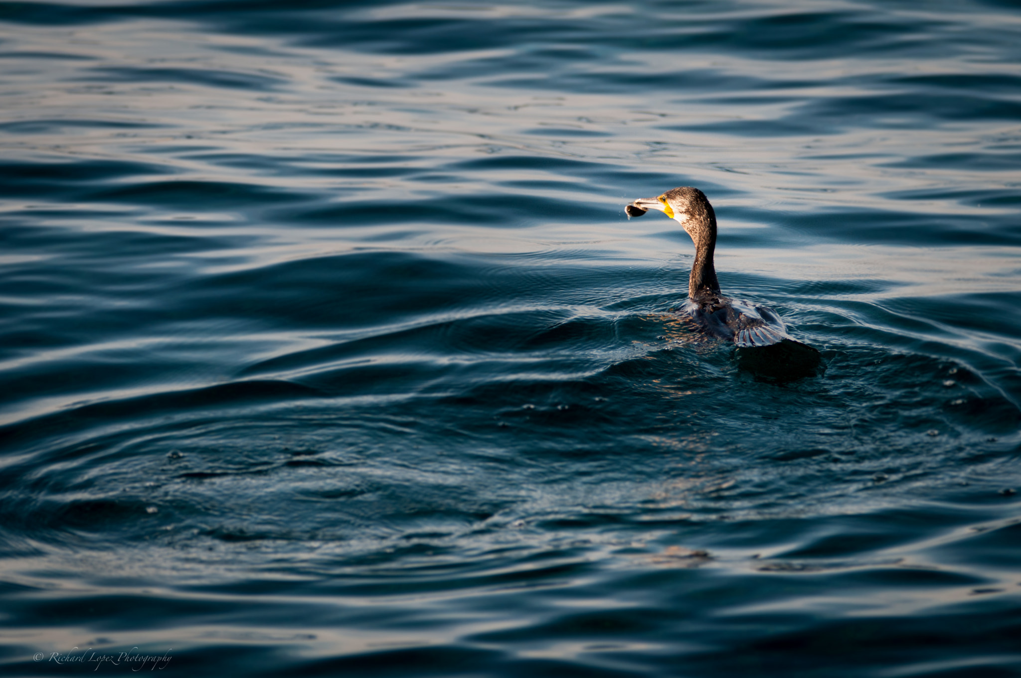 Sigma 70-200mm F2.8 EX DG OS HSM sample photo. Urban cormorant photography