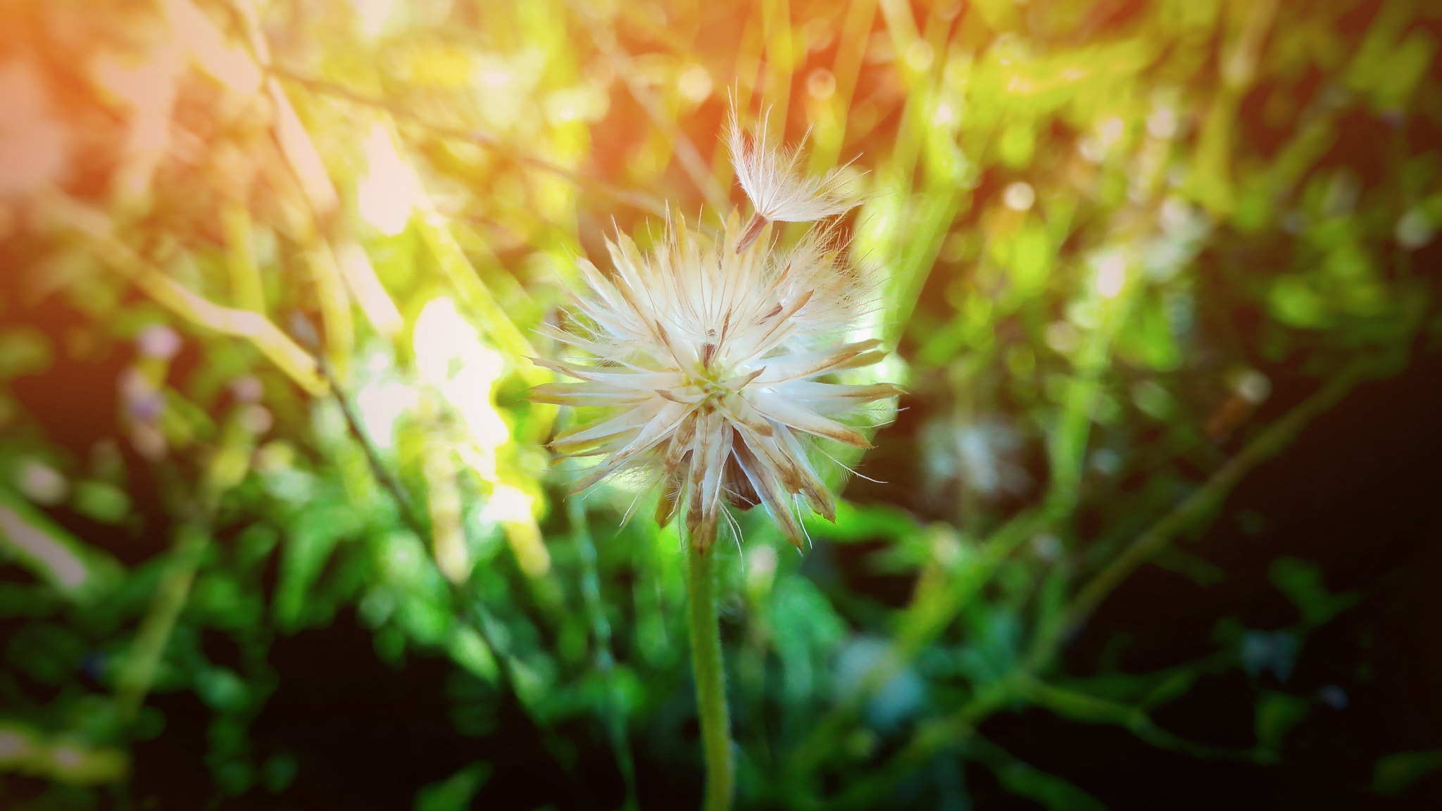 ASUS ZenFone 2 (ZE550ML) sample photo. Little ironweed photography