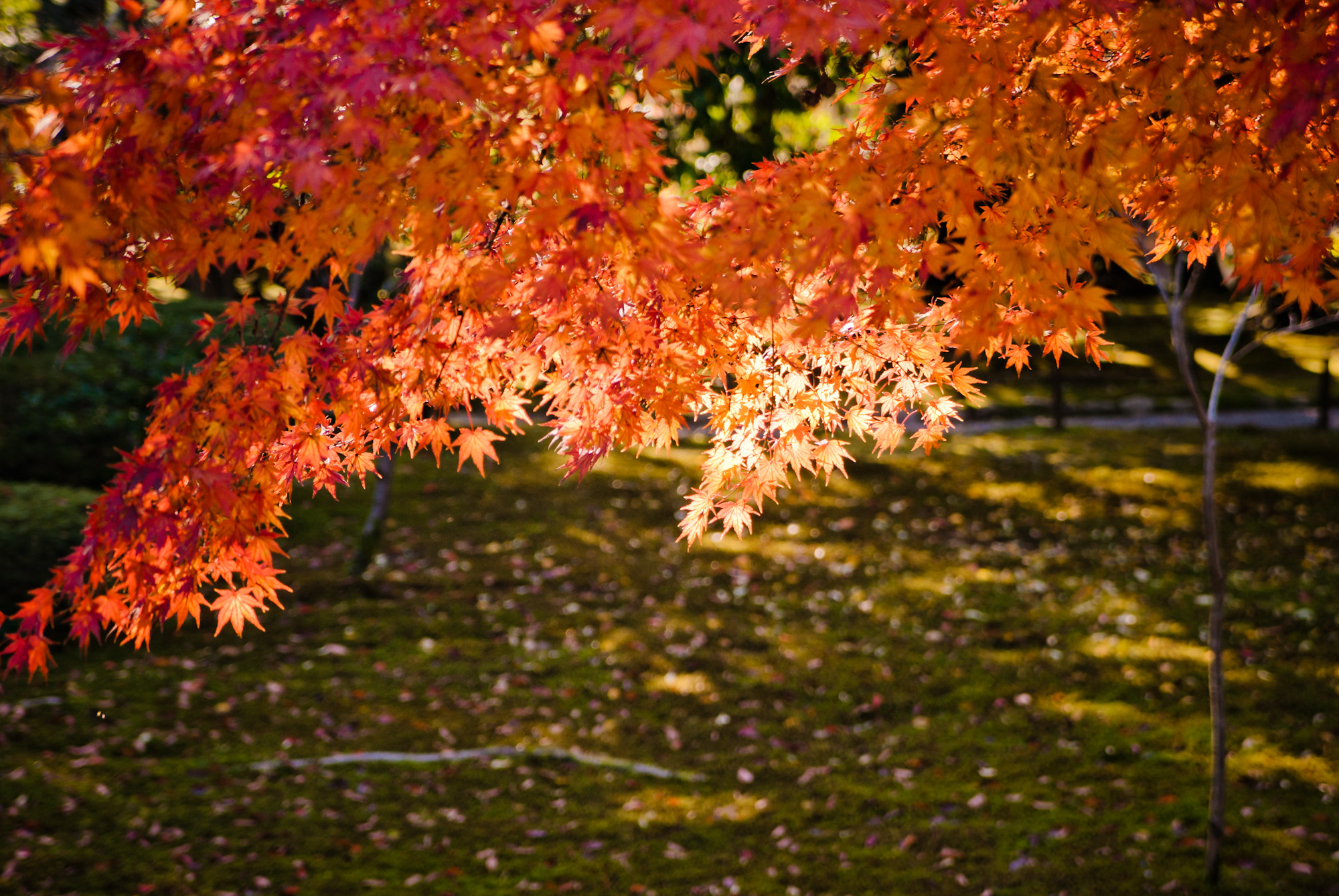 Tamron AF 28-75mm F2.8 XR Di LD Aspherical (IF) sample photo. Golden leaves photography