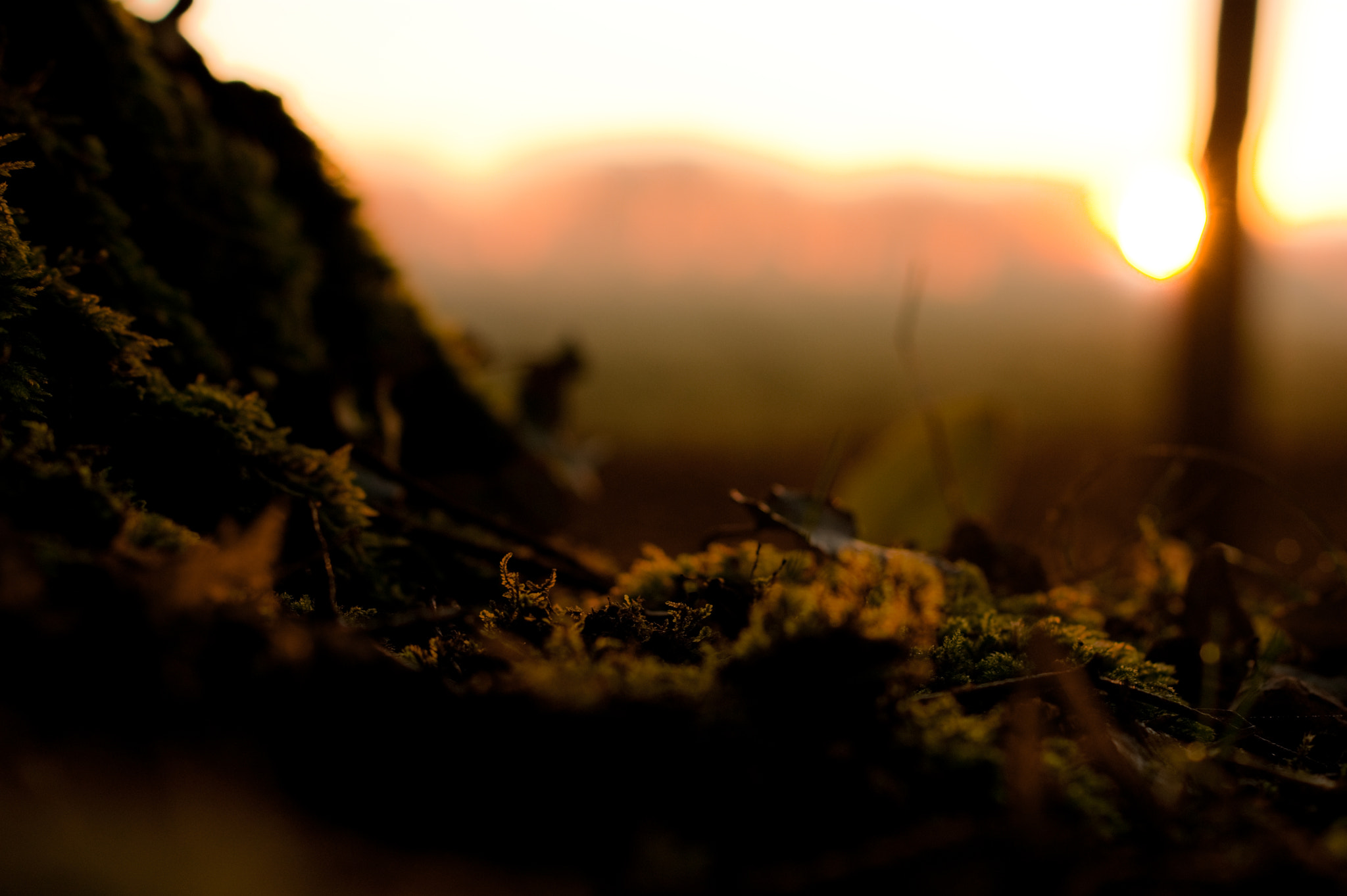 Sony Alpha DSLR-A290 + Sony DT 50mm F1.8 SAM sample photo. Sunrise photography