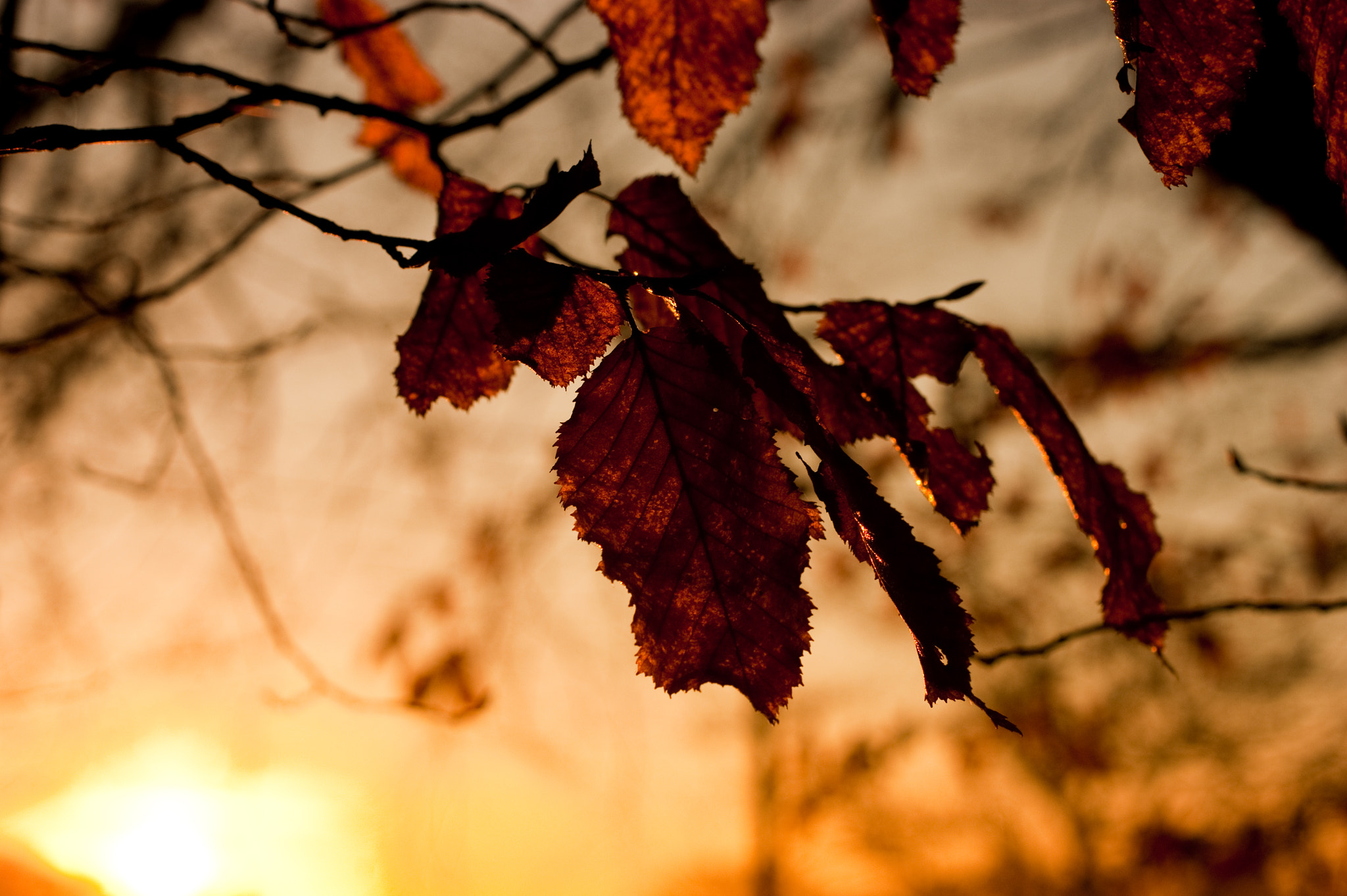 Sony Alpha DSLR-A290 + Sony DT 50mm F1.8 SAM sample photo. Sunrise photography