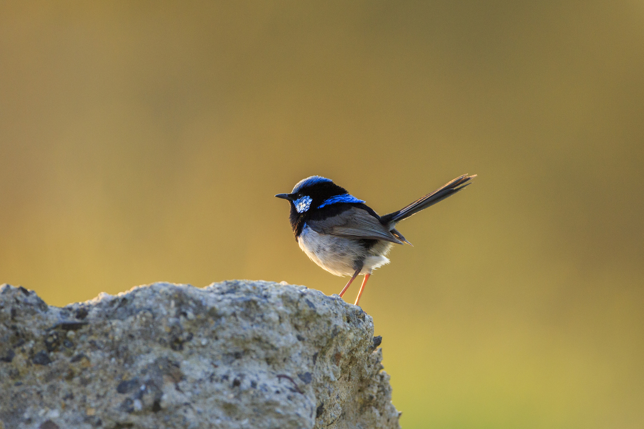 Canon EOS 650D (EOS Rebel T4i / EOS Kiss X6i) + Canon EF 500mm F4L IS USM sample photo. Superb fairy wren photography