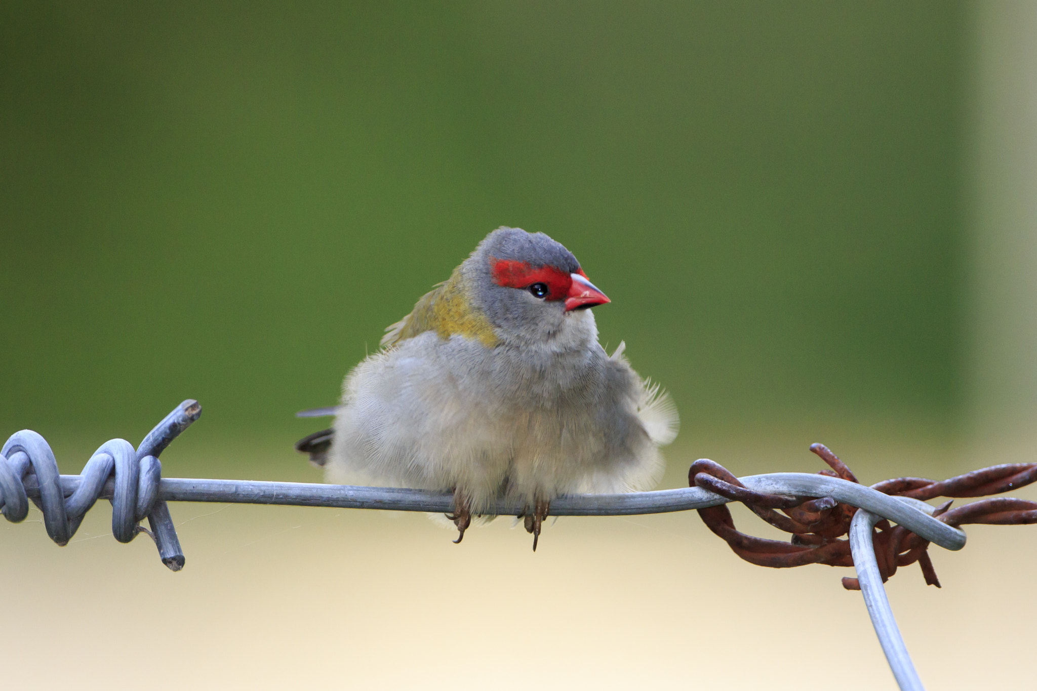 Canon EOS 650D (EOS Rebel T4i / EOS Kiss X6i) + Canon EF 500mm F4L IS USM sample photo. Puffy red-browed finch photography