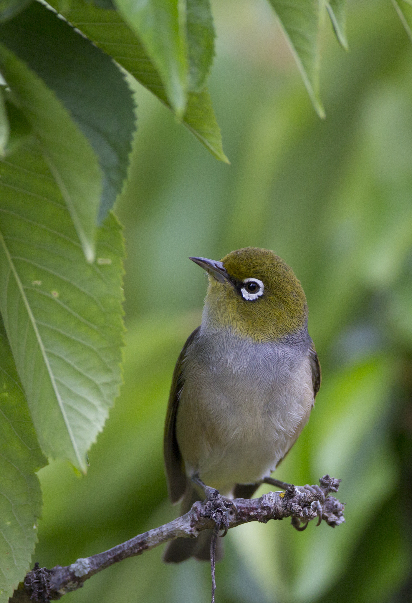 Canon EOS 650D (EOS Rebel T4i / EOS Kiss X6i) + Canon EF 500mm F4L IS USM sample photo. Silvereye (zosterops lateralis) photography