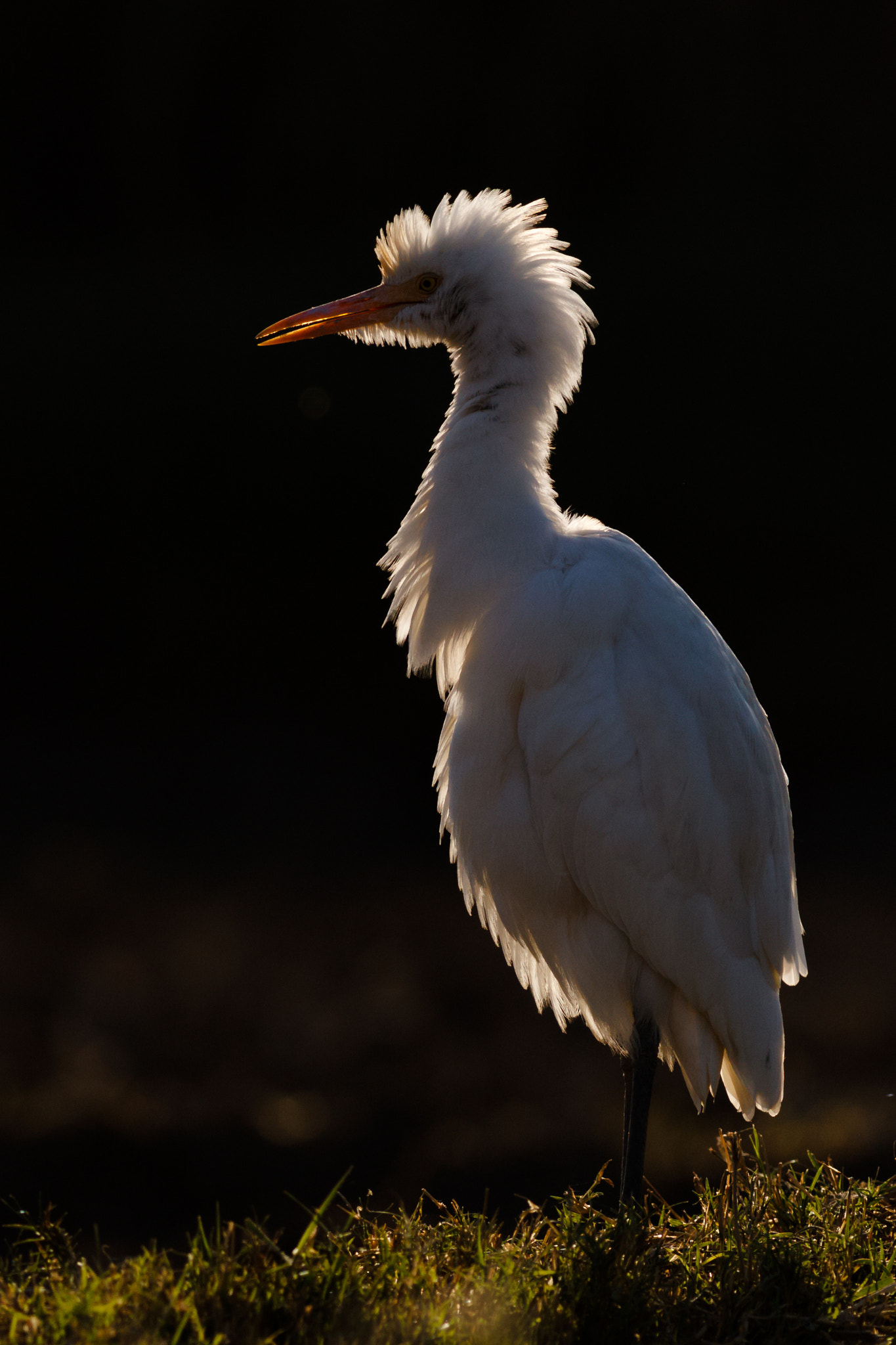 Canon EOS-1D Mark IV + Canon EF 400mm F5.6L USM sample photo. Magic of light photography