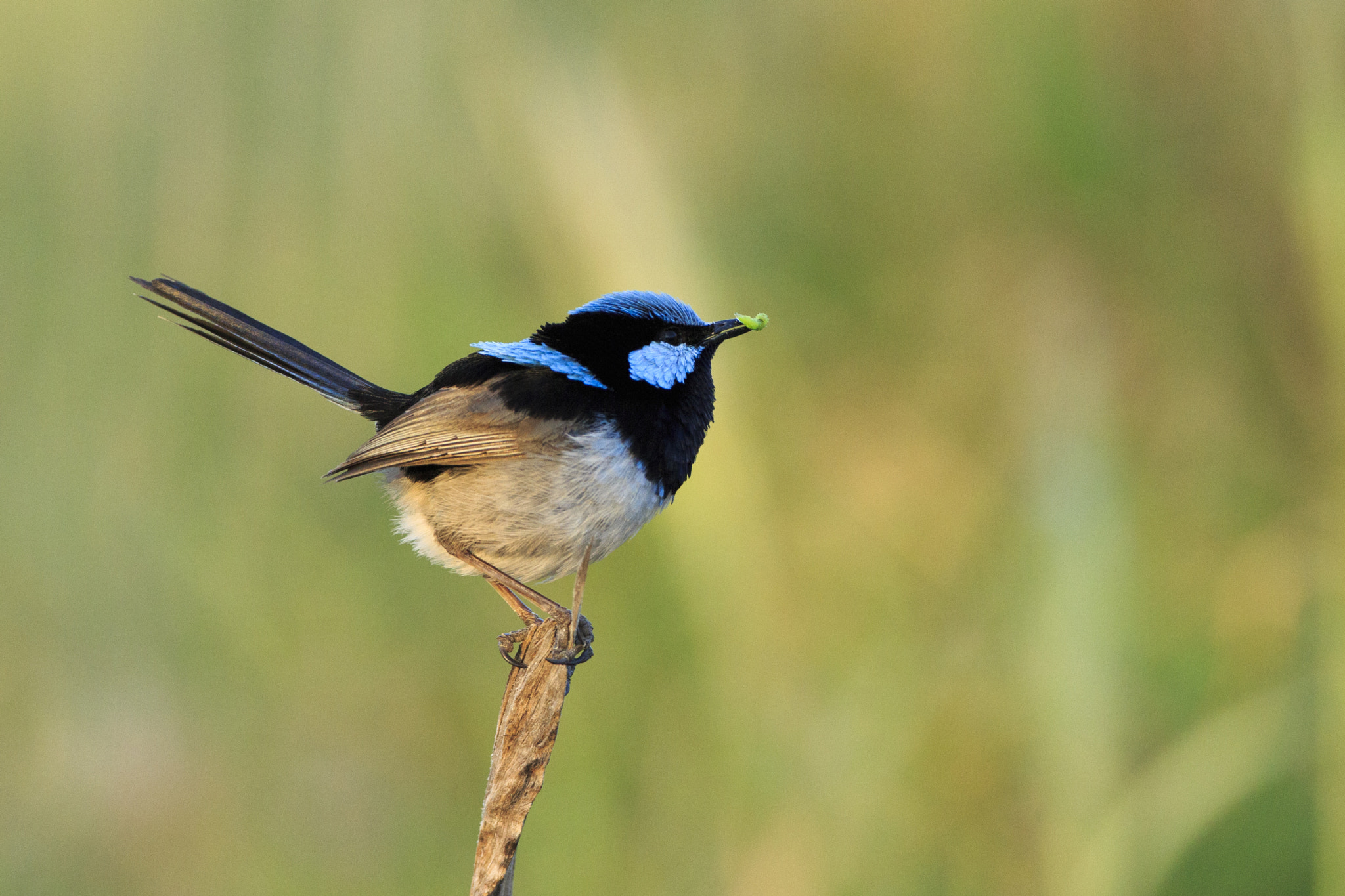 Canon EOS 650D (EOS Rebel T4i / EOS Kiss X6i) + Canon EF 500mm F4L IS USM sample photo. Superb fairy wren with a caterpillar photography