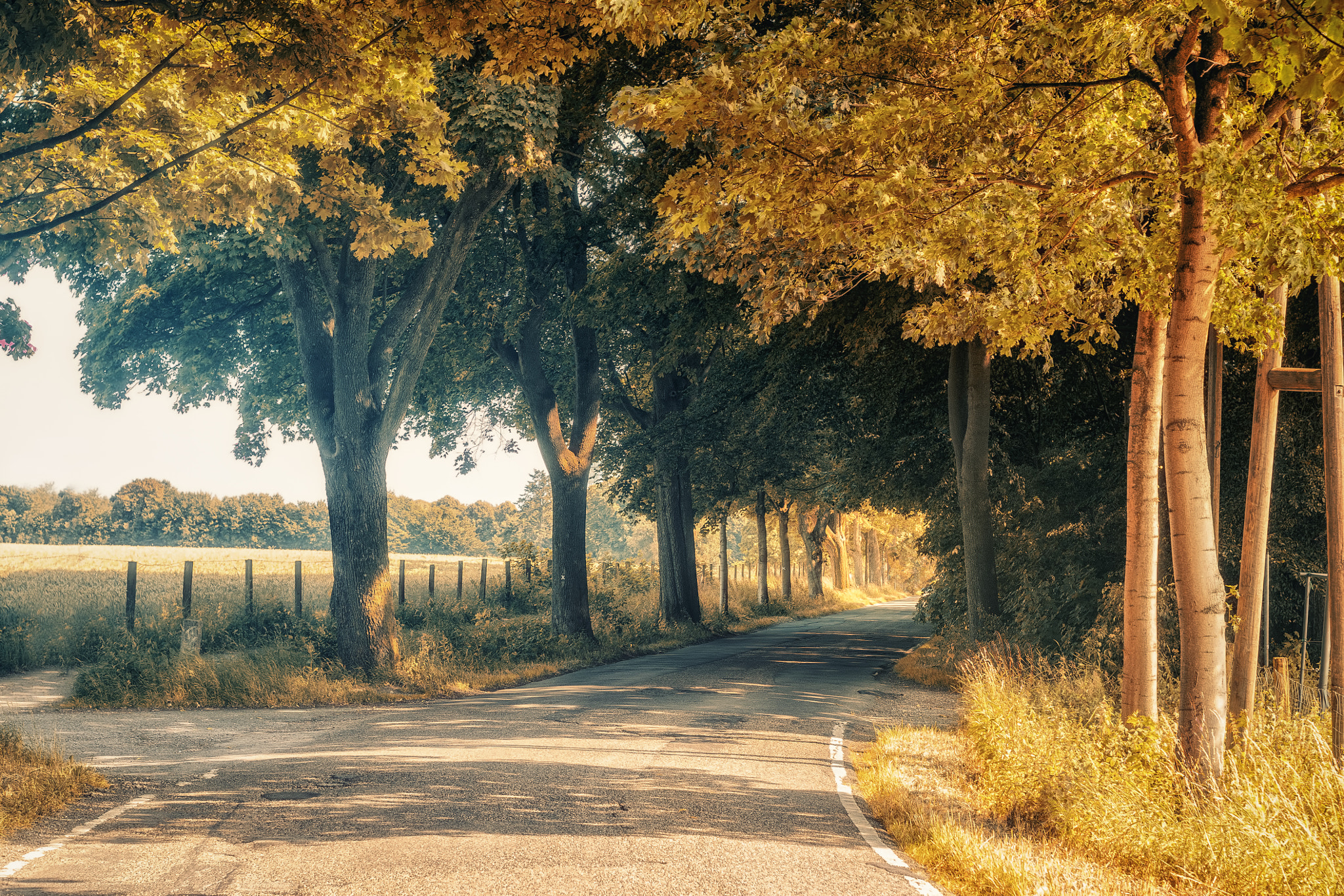 Sony Alpha DSLR-A500 + Minolta AF 50mm F1.7 sample photo. Fall in boltenheide photography