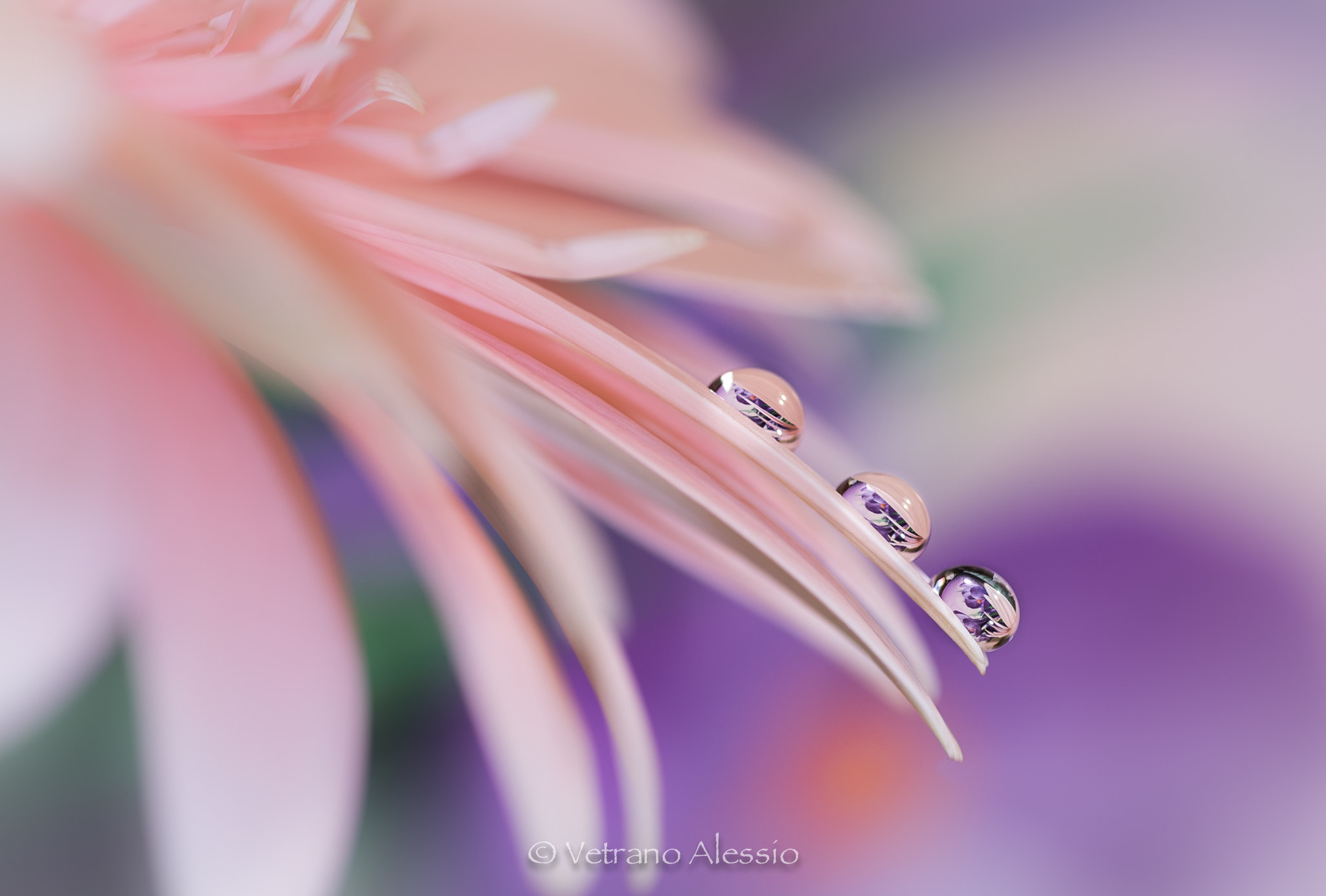 Tamron SP AF 90mm F2.8 Di Macro sample photo. Droplet photography