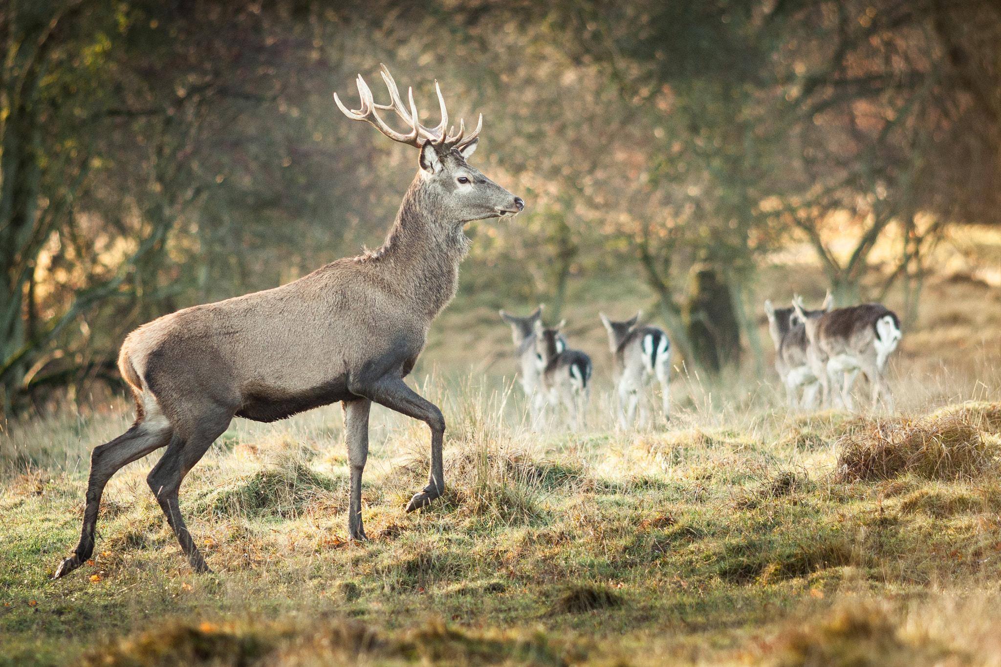 Canon EF 200mm F2.8L II USM sample photo. Young deer photography