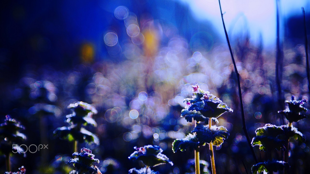 Sony DT 18-70mm F3.5-5.6 sample photo. Henbits photography