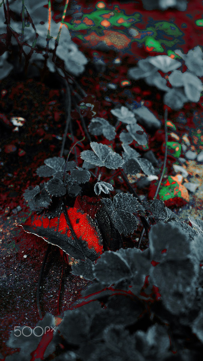 Sony DT 18-70mm F3.5-5.6 sample photo. Plant photography