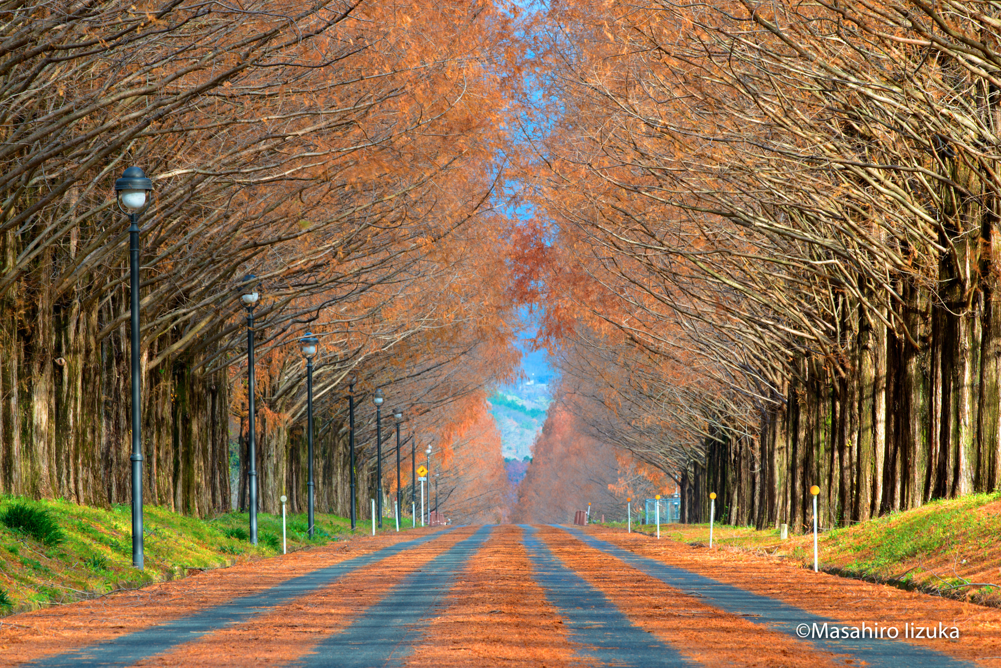 Nikon D800E + Nikon AF-S Nikkor 300mm F4D ED-IF sample photo. Metasequoia autumn leaves after the storm photography
