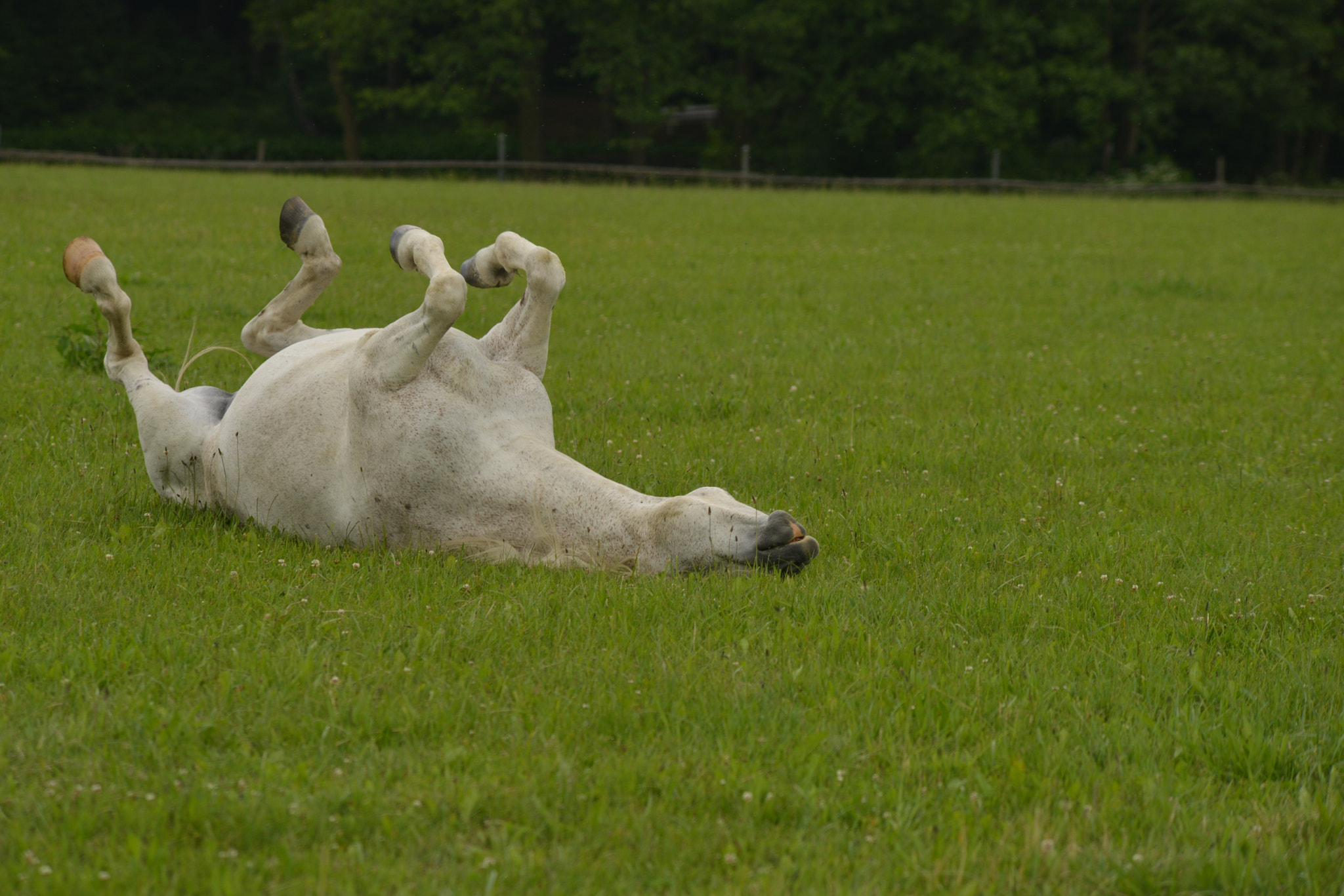 Nikon D800 + AF Zoom-Nikkor 70-210mm f/4 sample photo. Horse photography