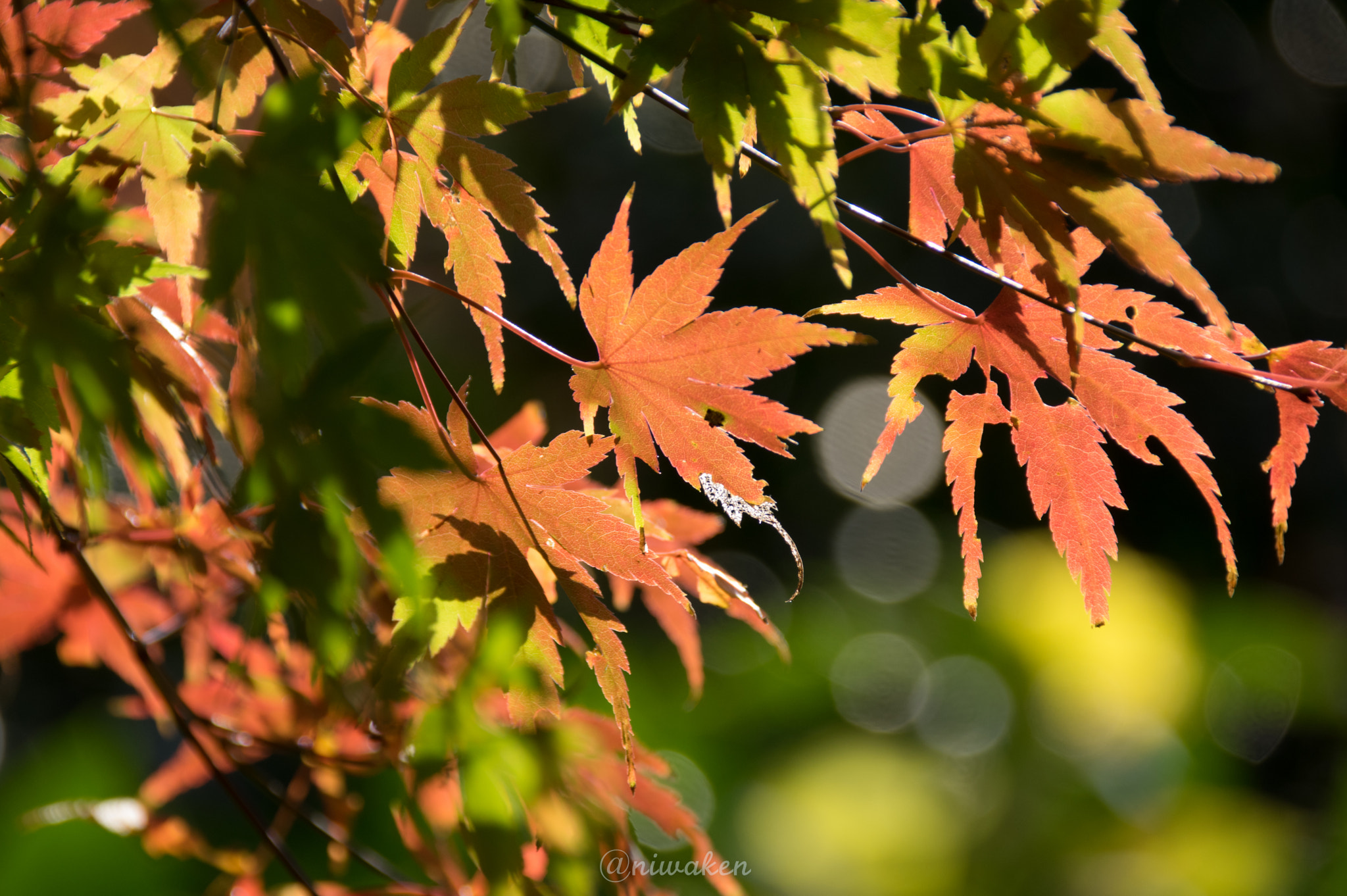 Sigma 18-300mm F3.5-6.3 DC Macro HSM sample photo. Autumn red leaves photography