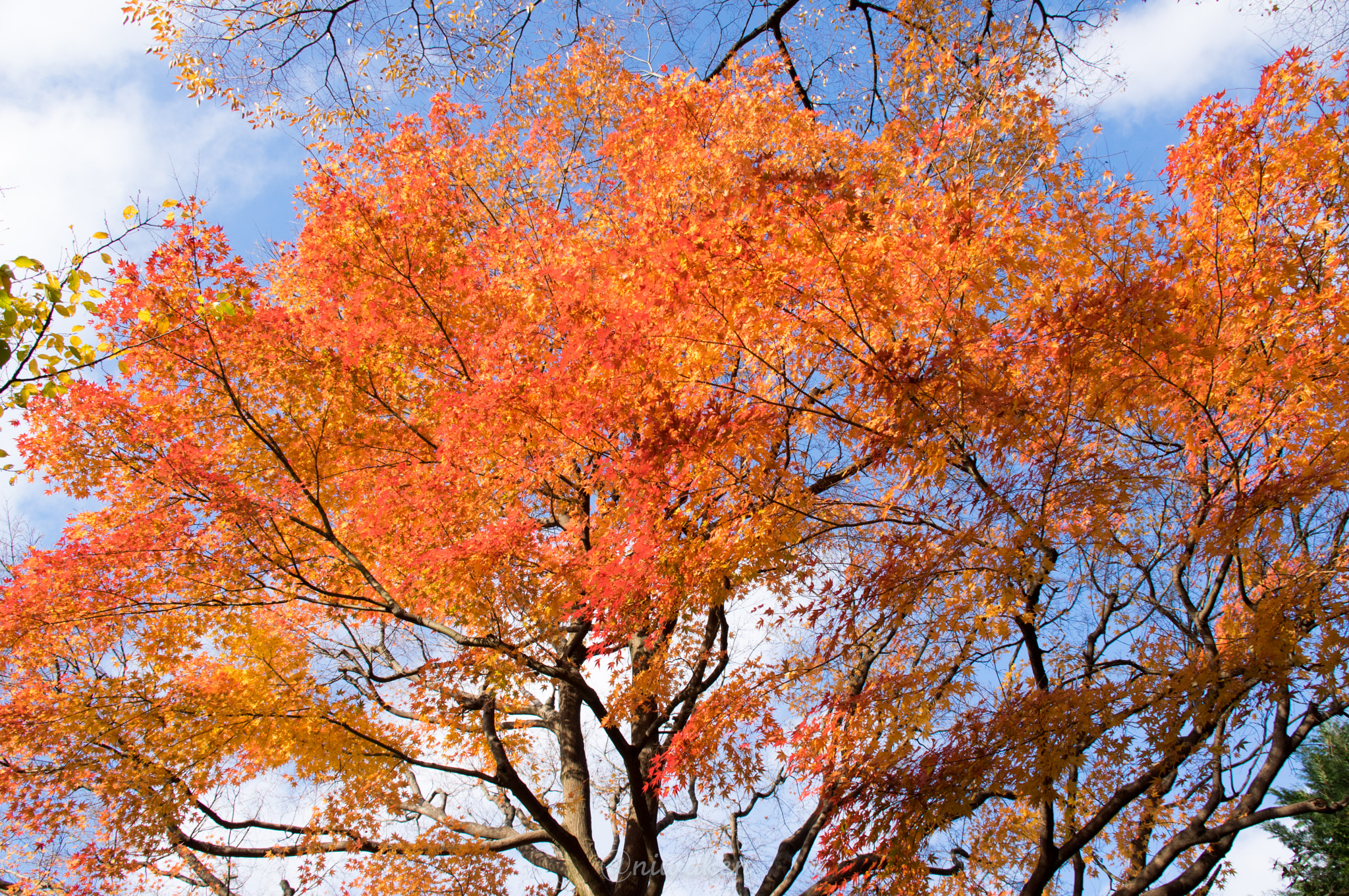 Sigma 18-300mm F3.5-6.3 DC Macro HSM sample photo. Autumn red leaves photography