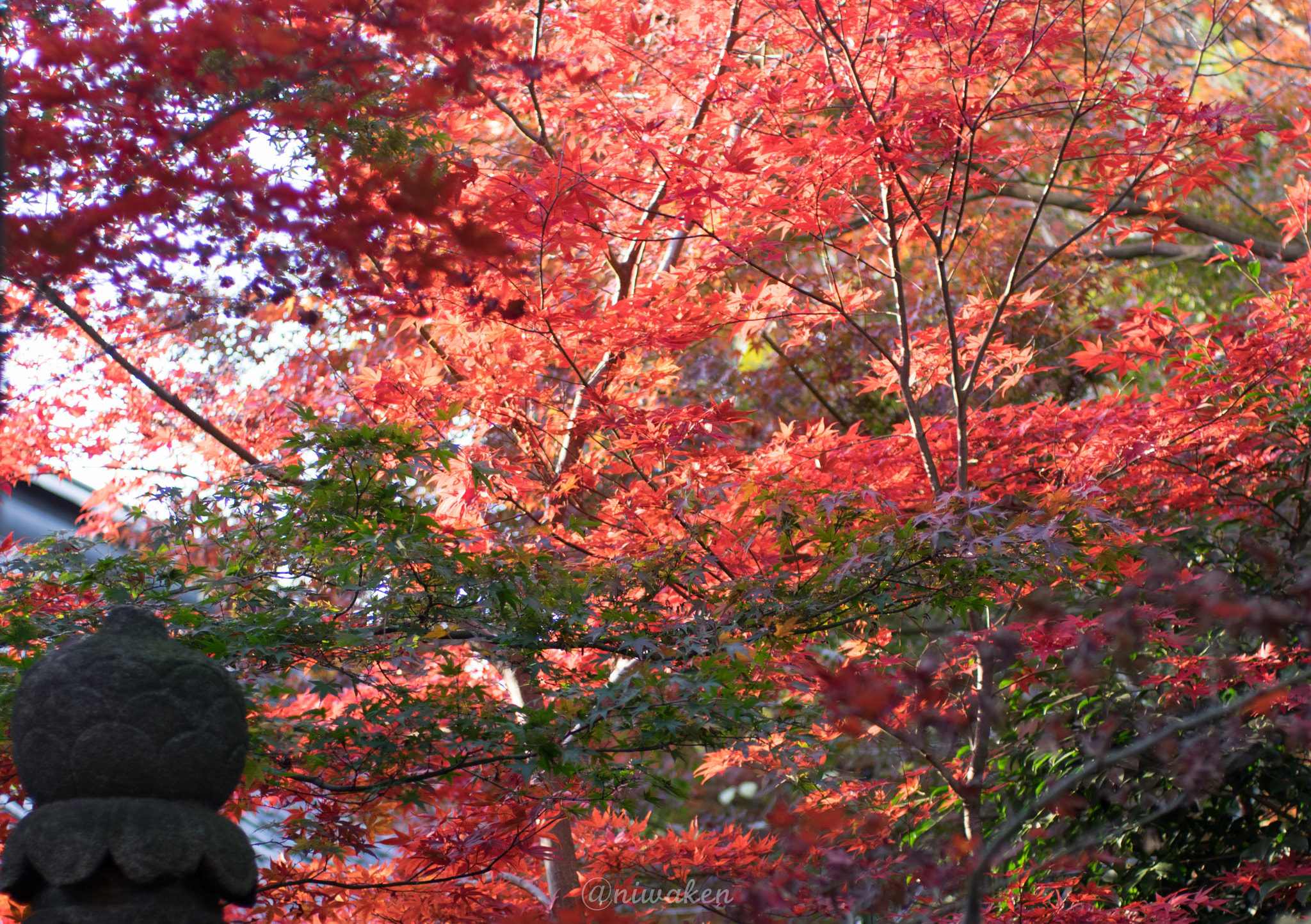 Pentax smc FA 43mm F1.9 Limited sample photo. Autumn red leaves photography