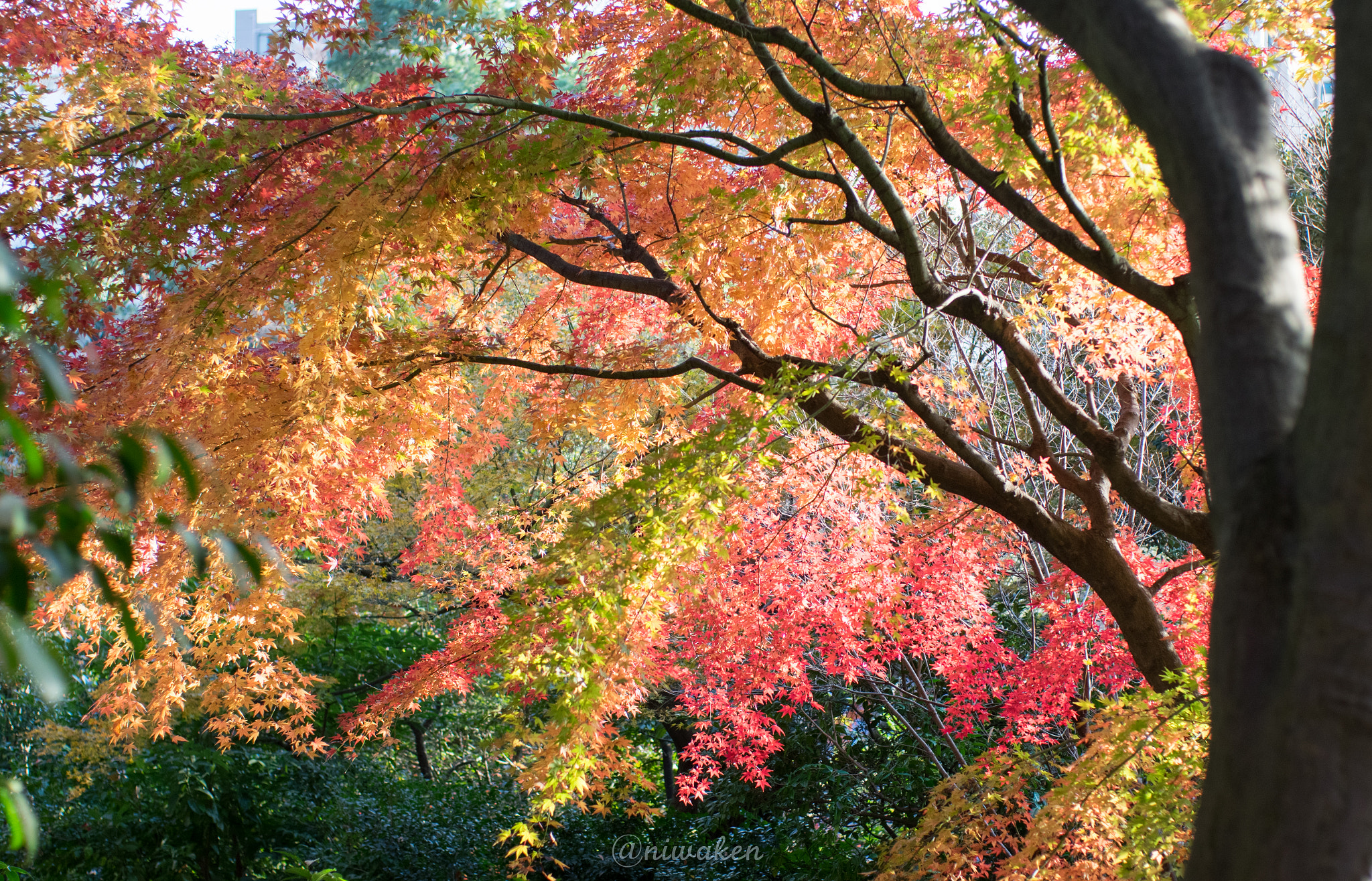 Pentax smc FA 43mm F1.9 Limited sample photo. Autumn red leaves photography