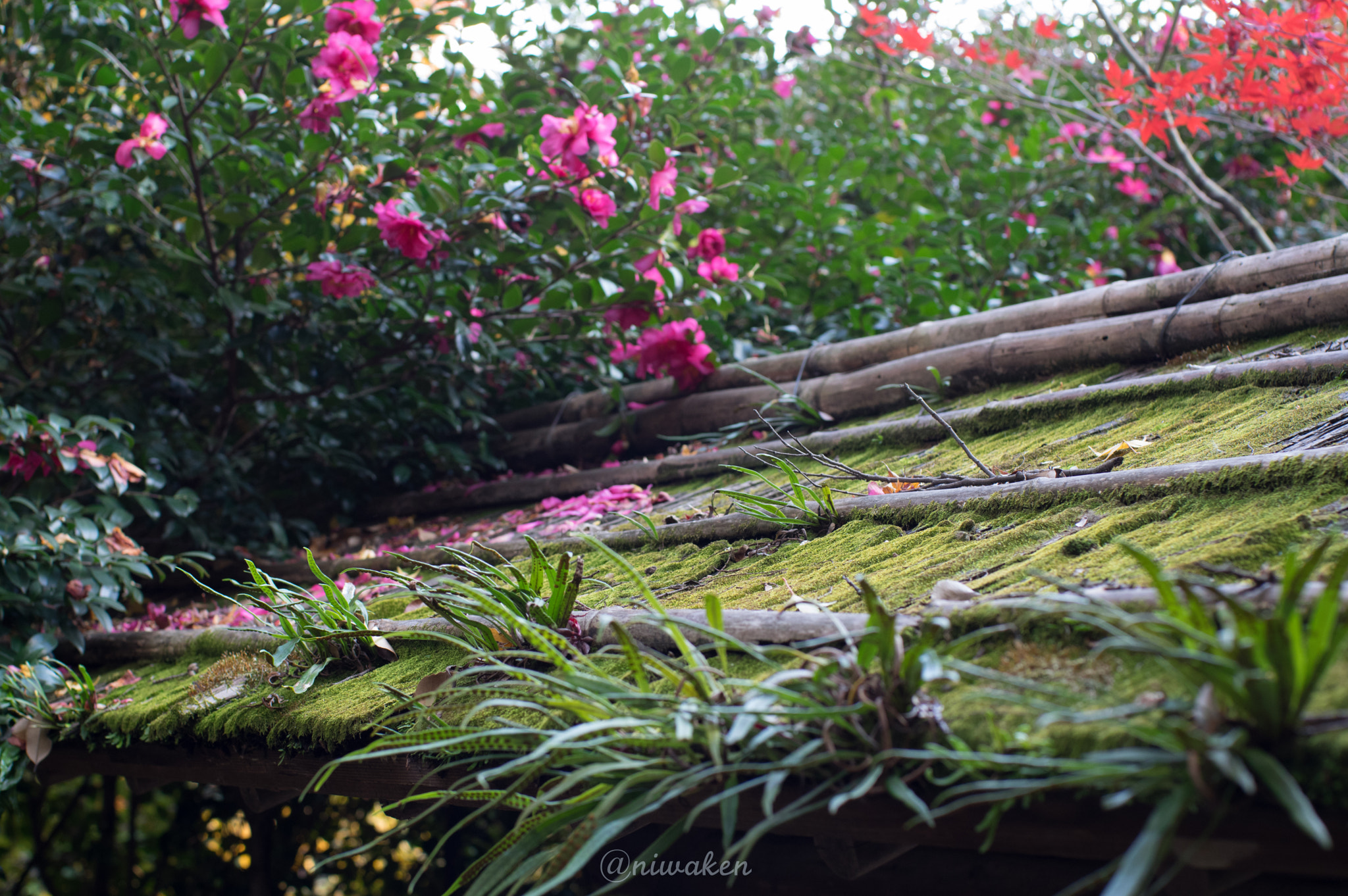 Pentax K-3 II + Pentax smc FA 43mm F1.9 Limited sample photo. Moss on the roof photography