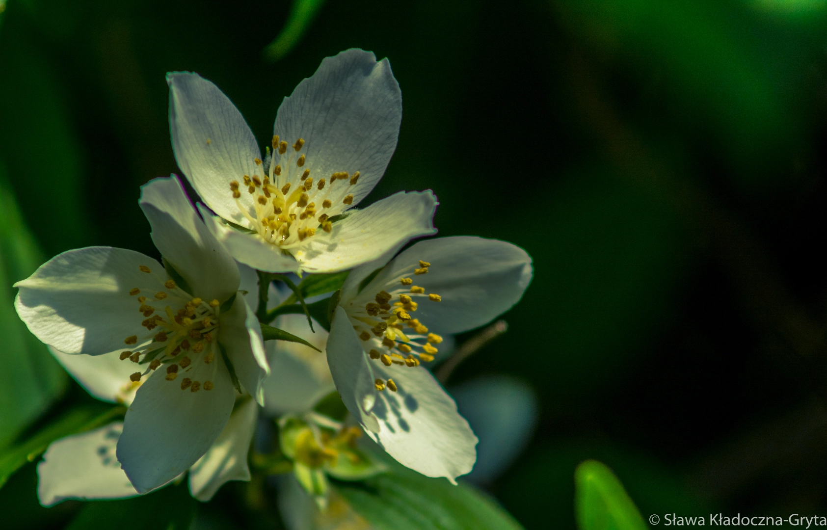 Nikon D7100 + AF Zoom-Nikkor 70-210mm f/4 sample photo. Flowers photography
