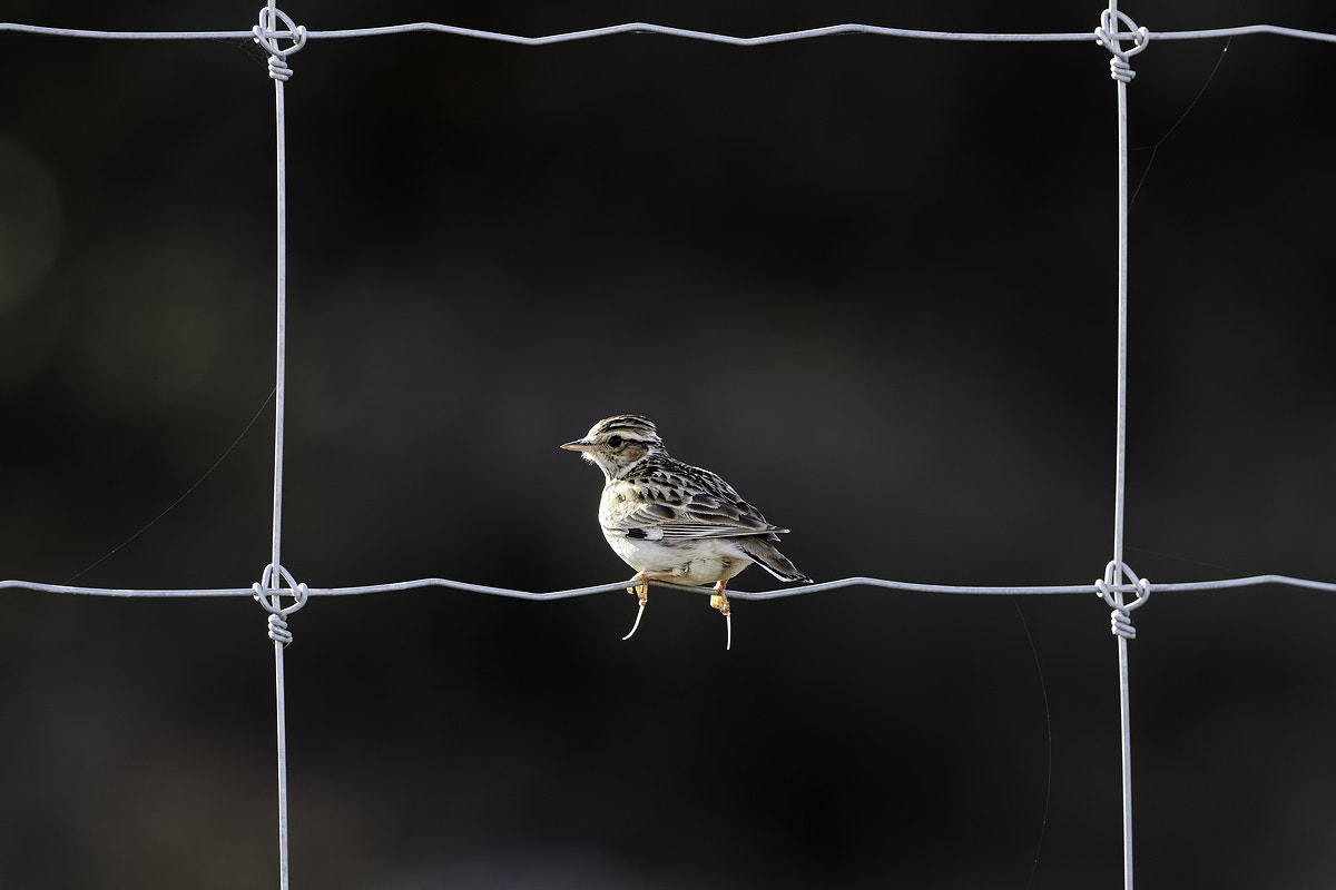 Canon EF 300mm F2.8L IS II USM sample photo. Leap photography