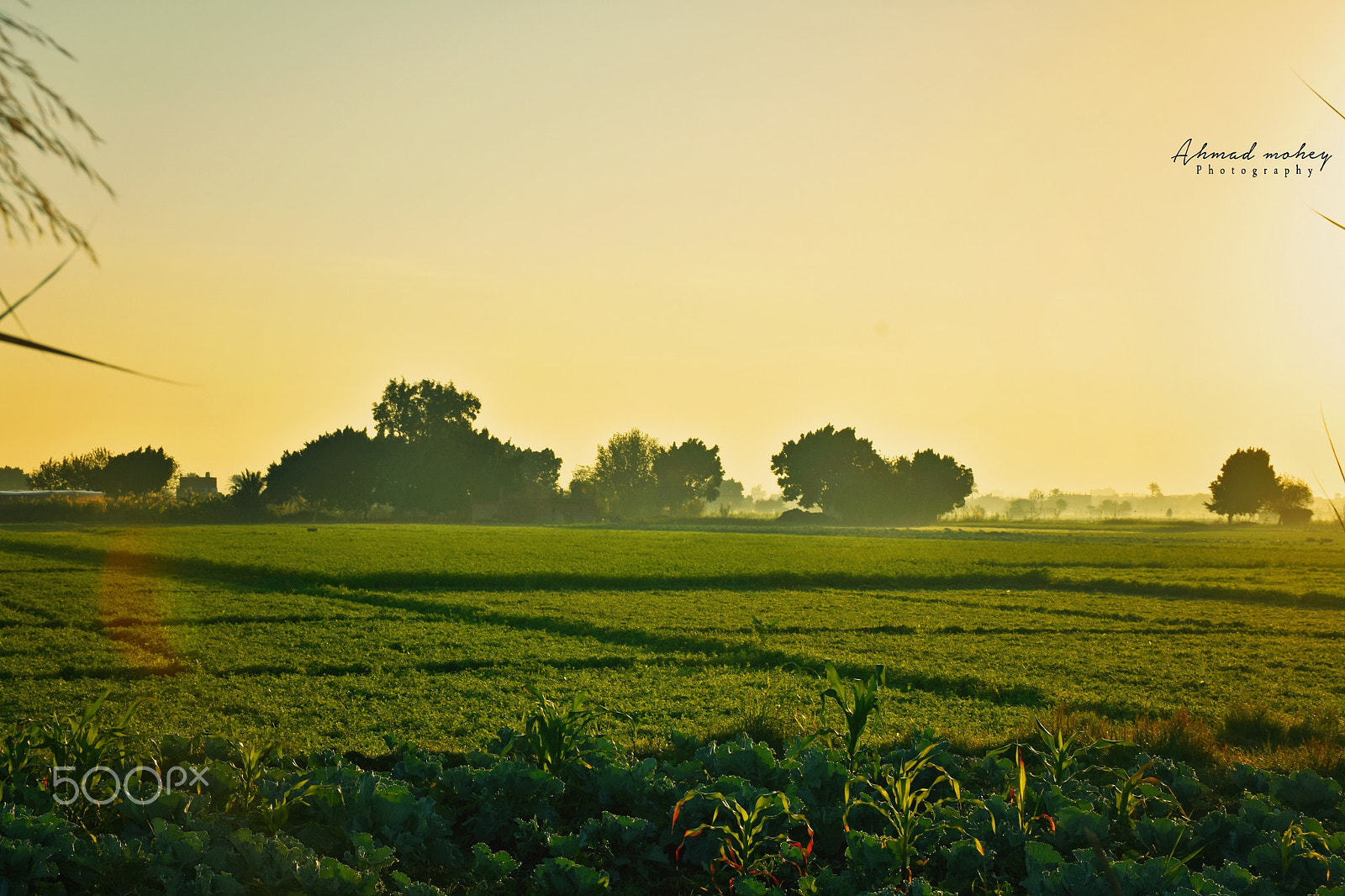 Nikon D7200 + Sigma 50mm F1.4 EX DG HSM sample photo. Sunrise photography