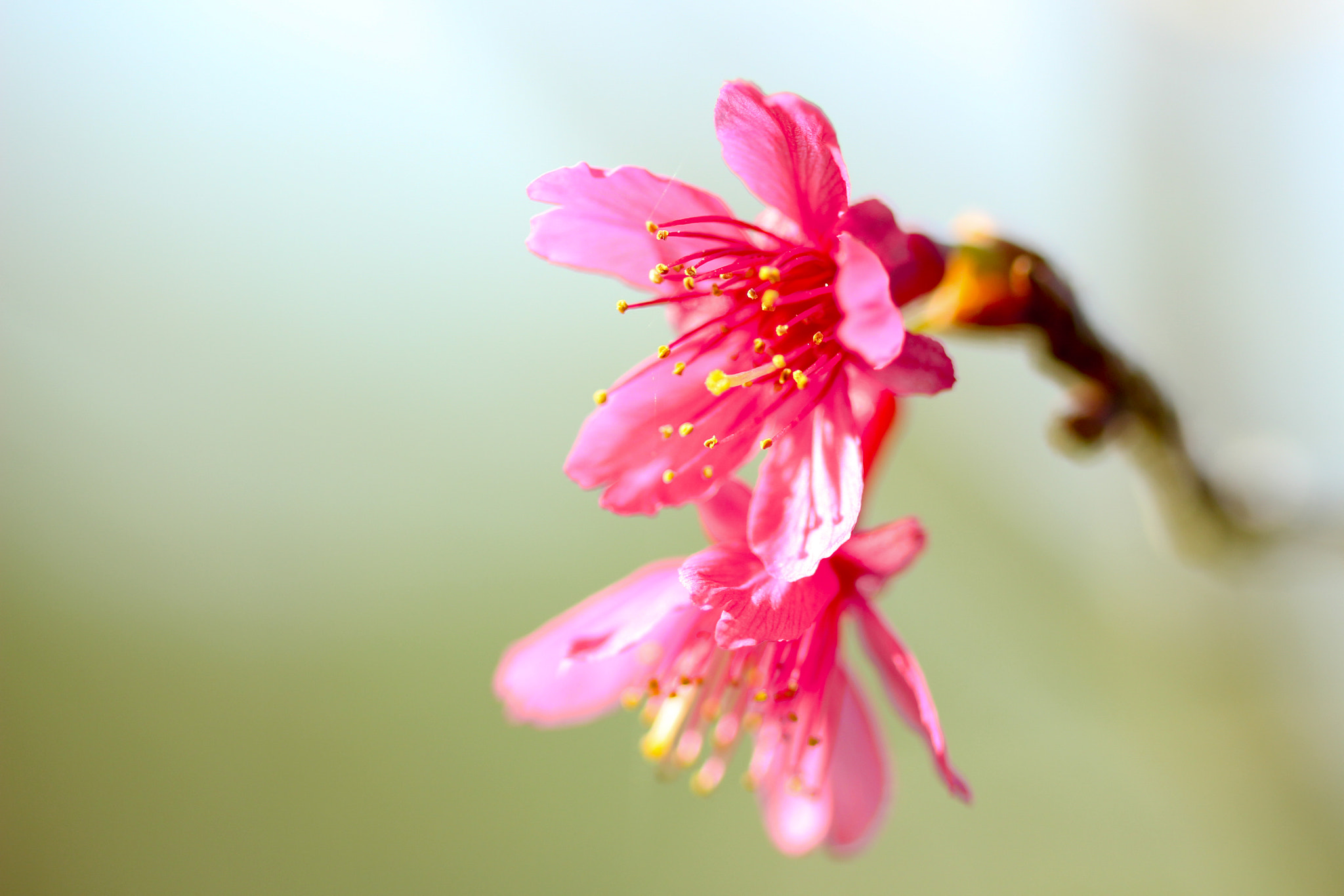 Canon EOS 600D (Rebel EOS T3i / EOS Kiss X5) + Canon EF 100mm F2.8 Macro USM sample photo. The first sakura photography