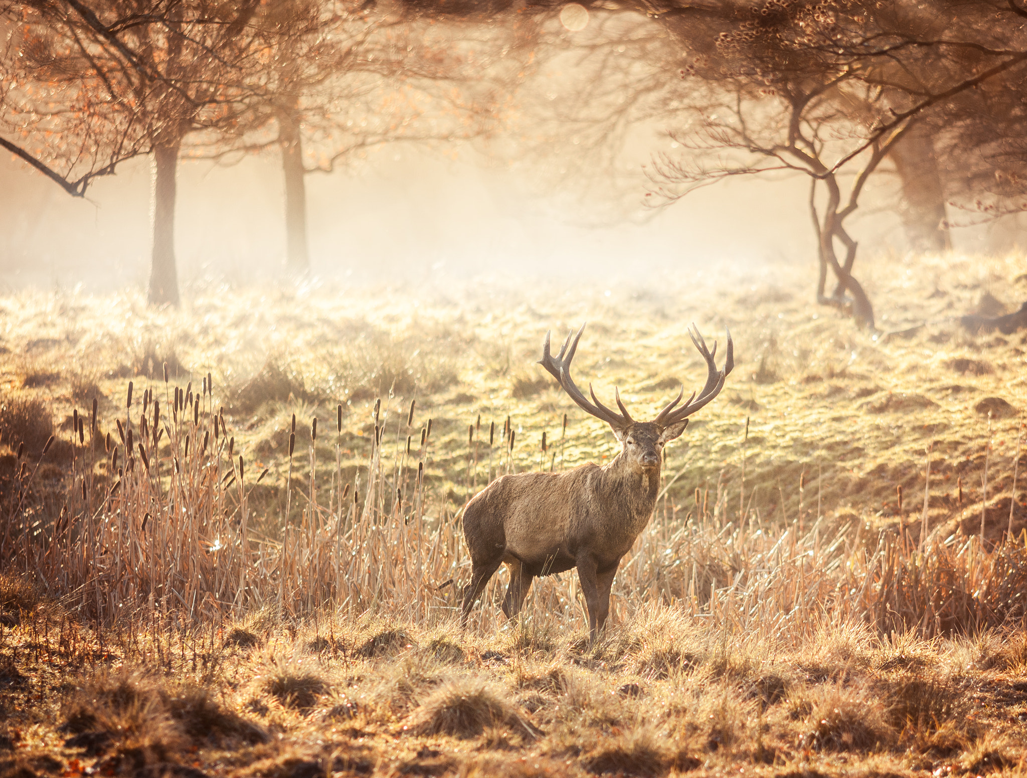 Canon EF 200mm F2.8L II USM sample photo. Deer in the misty morning mood photography