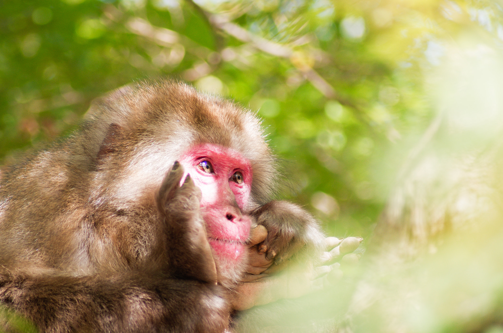 Pentax K-5 sample photo. Arashi monkey photography