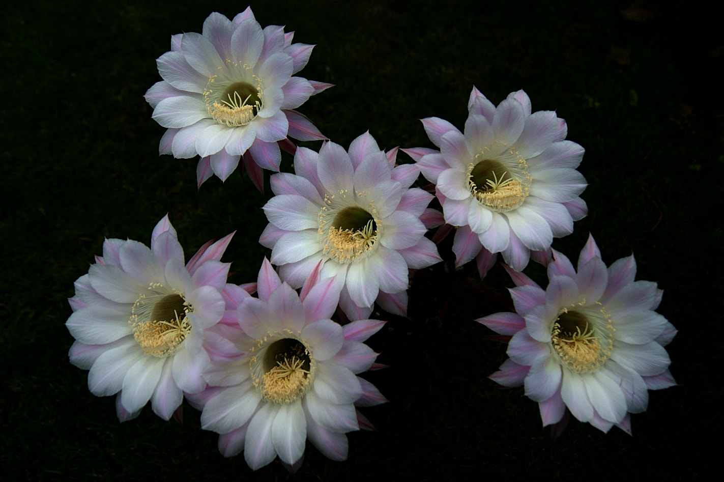 Sony DT 18-55mm F3.5-5.6 SAM sample photo. Flower miracle photography
