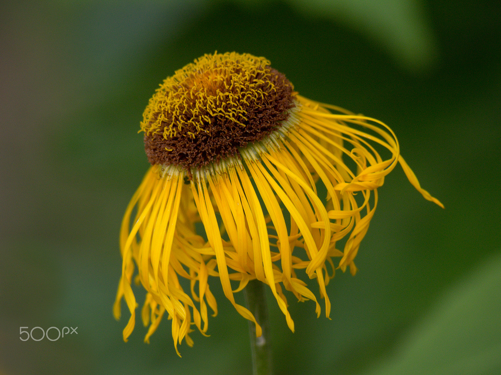 Olympus PEN E-PL5 sample photo. Pretty oxeye telekia speciosa  flower photography