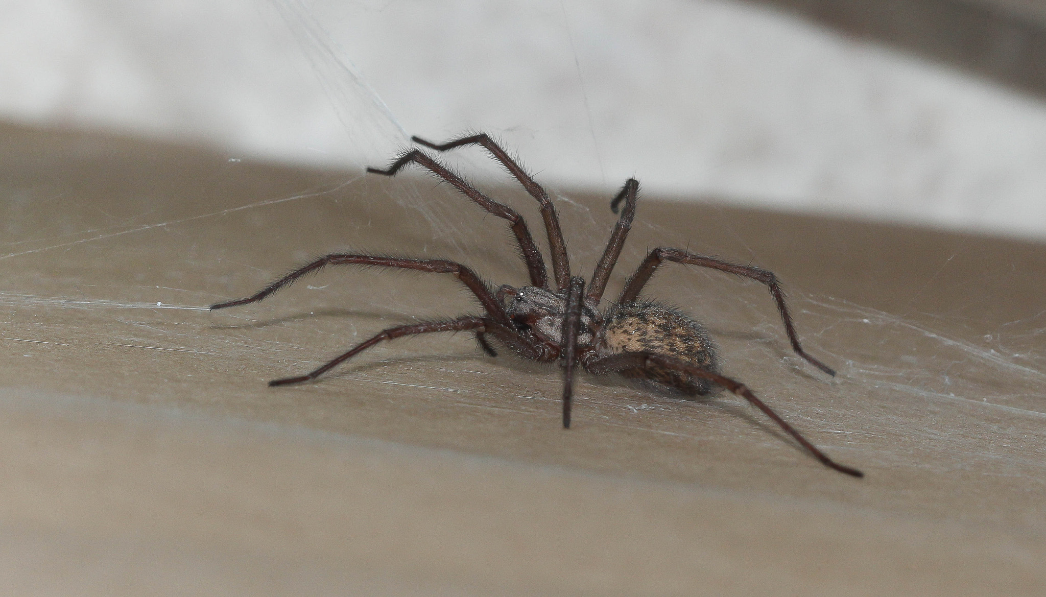 Canon EOS 700D (EOS Rebel T5i / EOS Kiss X7i) + Canon EF 100mm F2.8 Macro USM sample photo. Bathroom spiderbro photography
