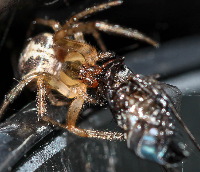 Canon EOS 700D (EOS Rebel T5i / EOS Kiss X7i) + Canon EF 100mm F2.8 Macro USM sample photo. Wingmirror spiderbro photography